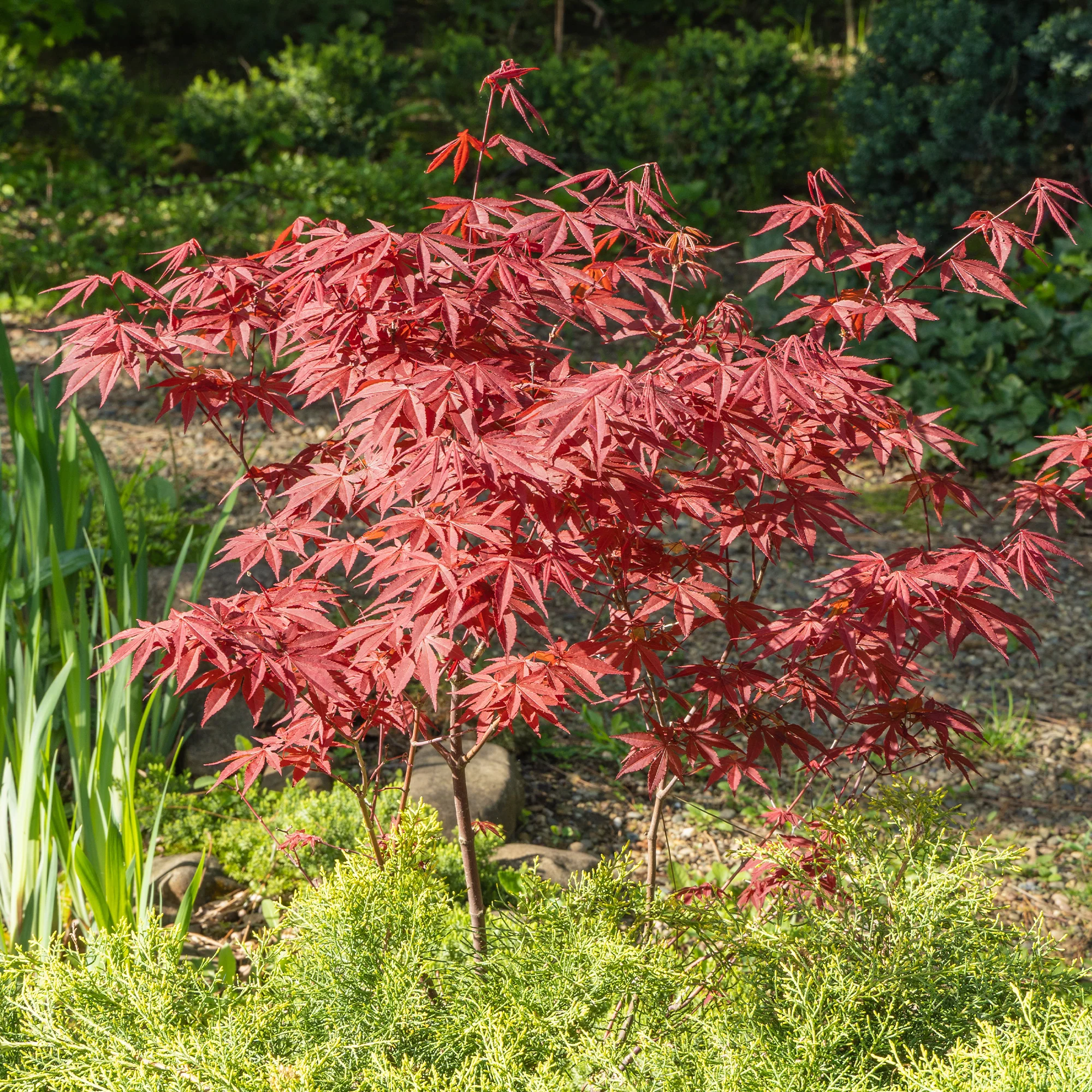 Japanischer Ahorn 'Atropurpureum' - Image 3