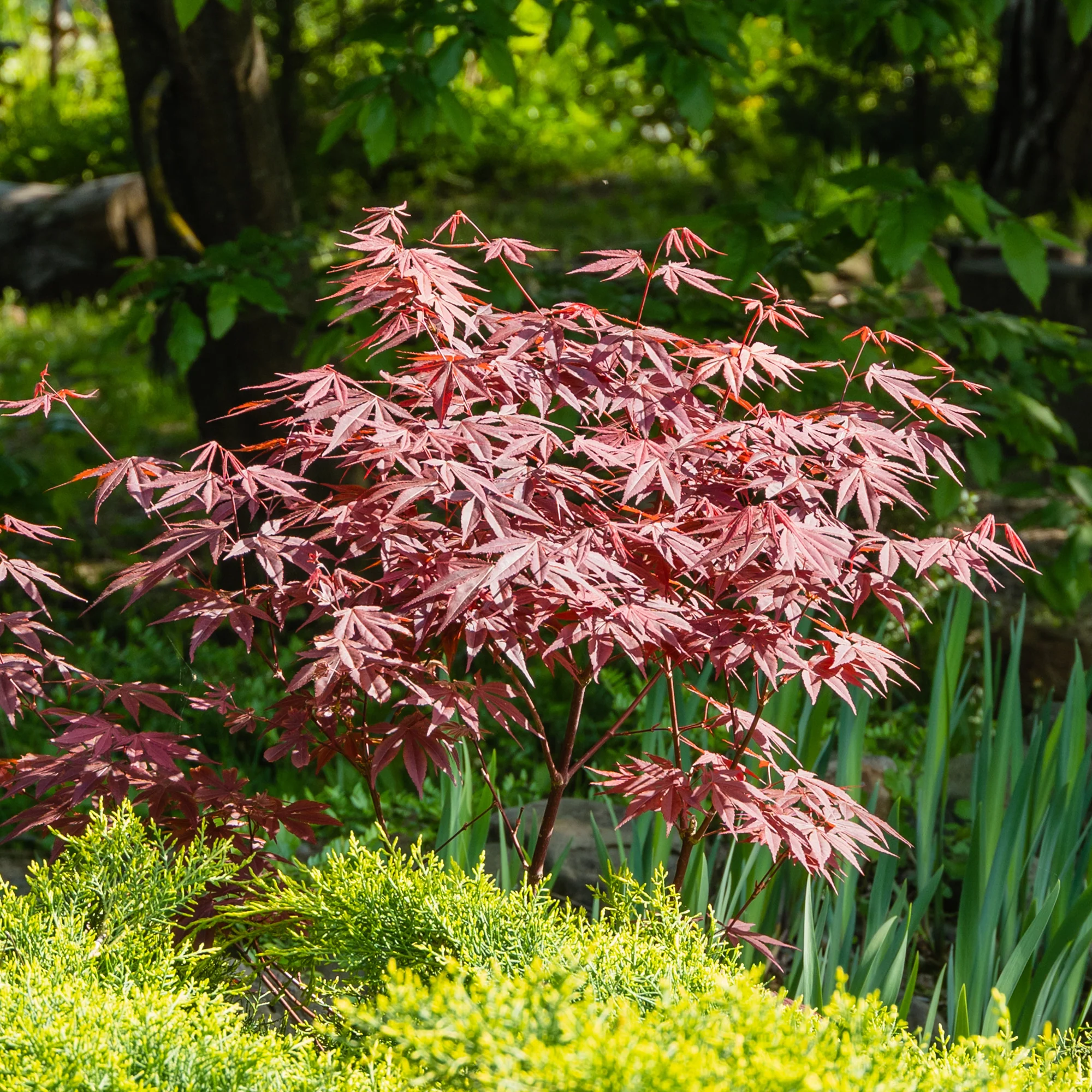 Japanischer Ahorn 'Atropurpureum' - Image 4