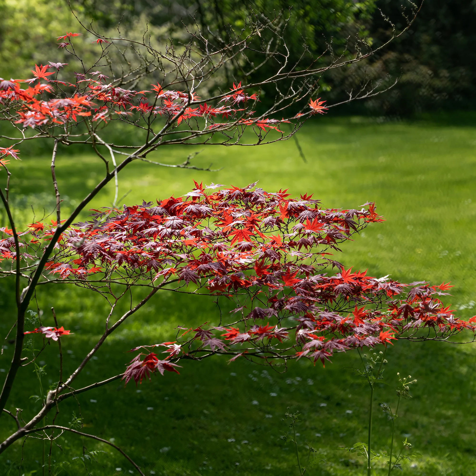 Japanischer Ahorn 'Atropurpureum' - Image 5