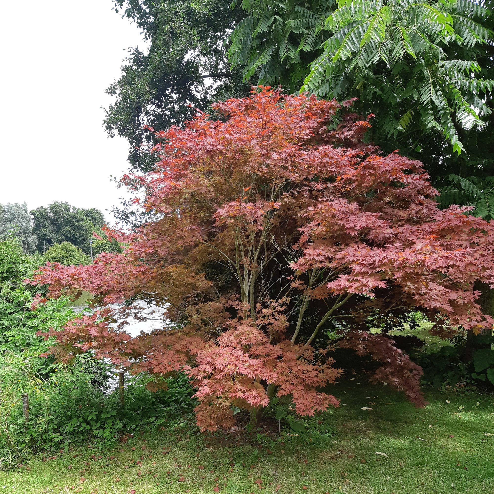Japanischer Ahorn 'Atropurpureum' - Image 6
