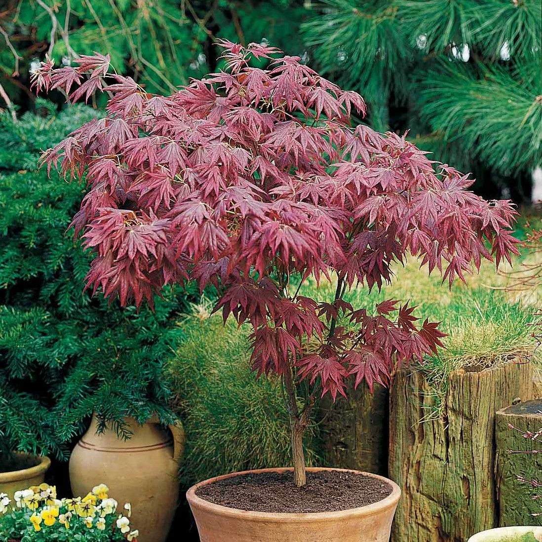 Japanischer Ahorn 'Atropurpureum' - Image 7
