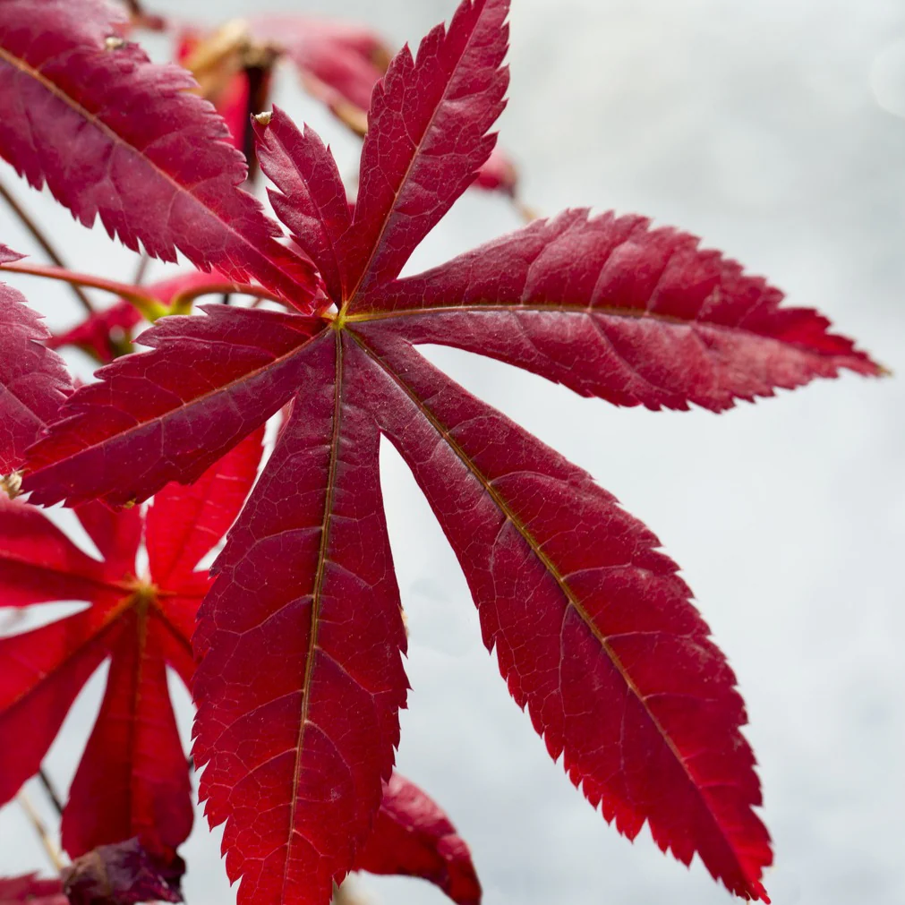 Japanischer Ahorn 'Atropurpureum' - Image 8