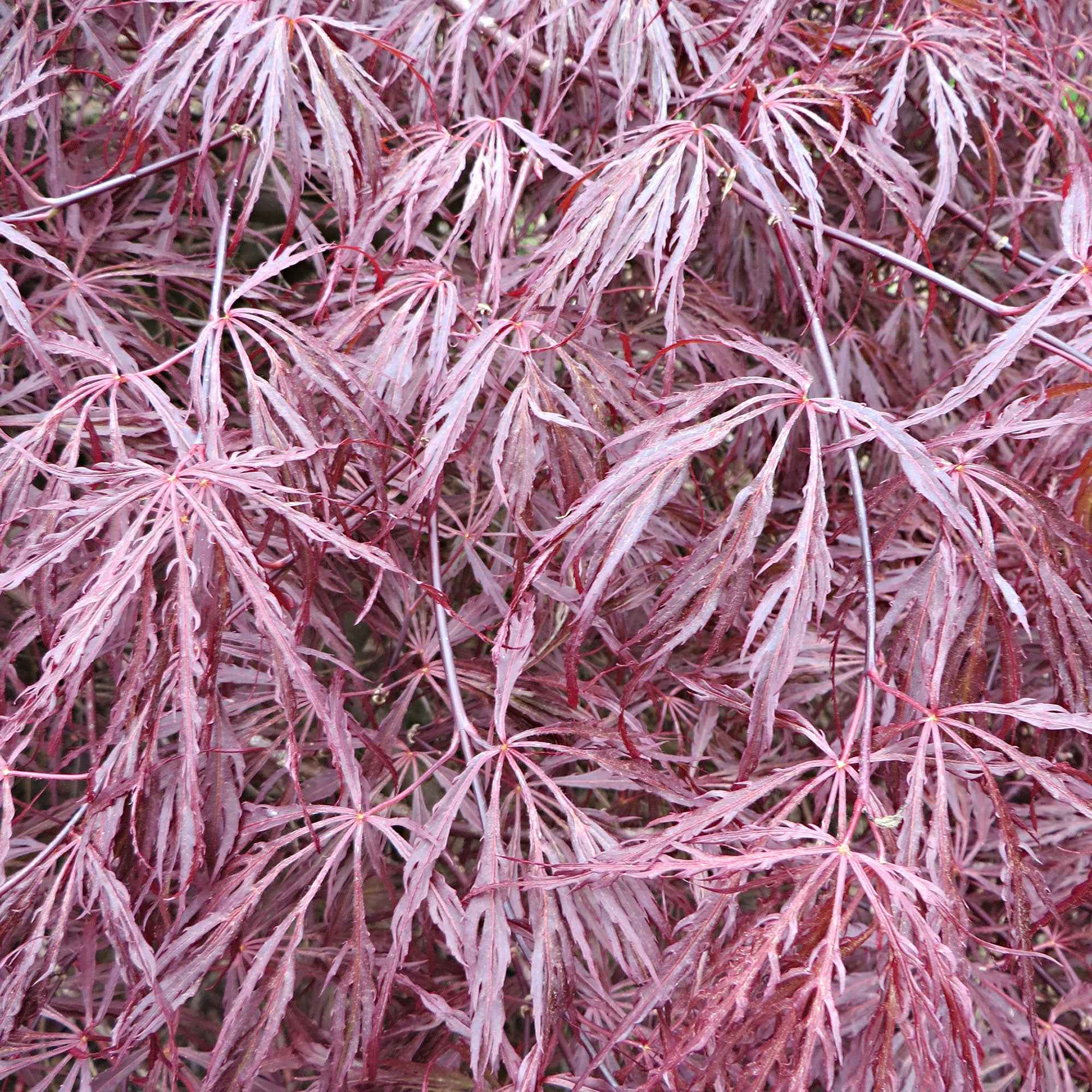 Japanischer Ahorn 'Garnet' - Image 4