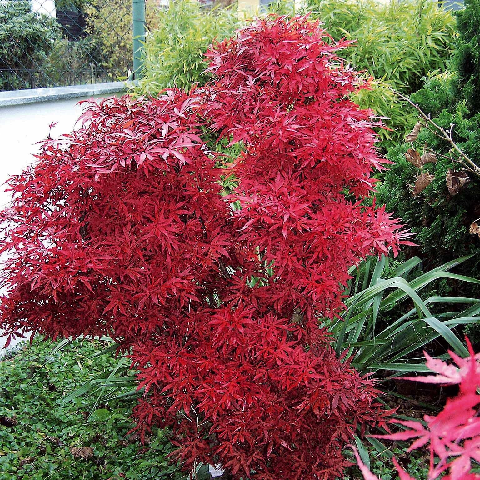 Japanischer Ahorn 'Shaina'