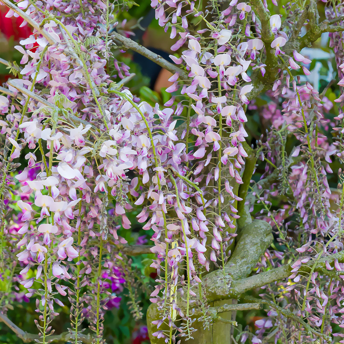 Japanischer Blauregen ‘Pink Ice’ - Image 2
