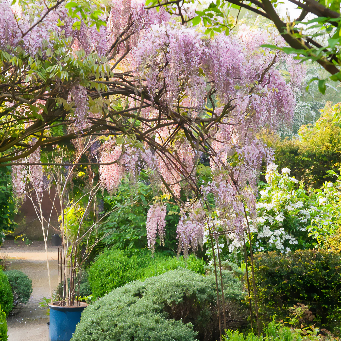 Japanischer Blauregen ‘Pink Ice’ - Image 3