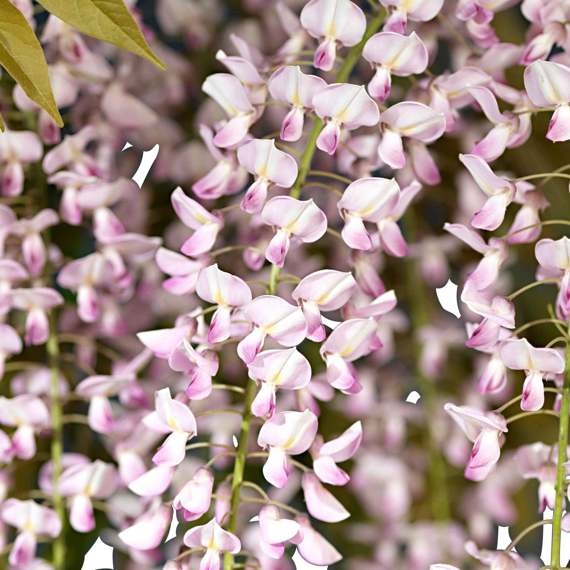 Japanischer Blauregen 'Rosea' - Image 5