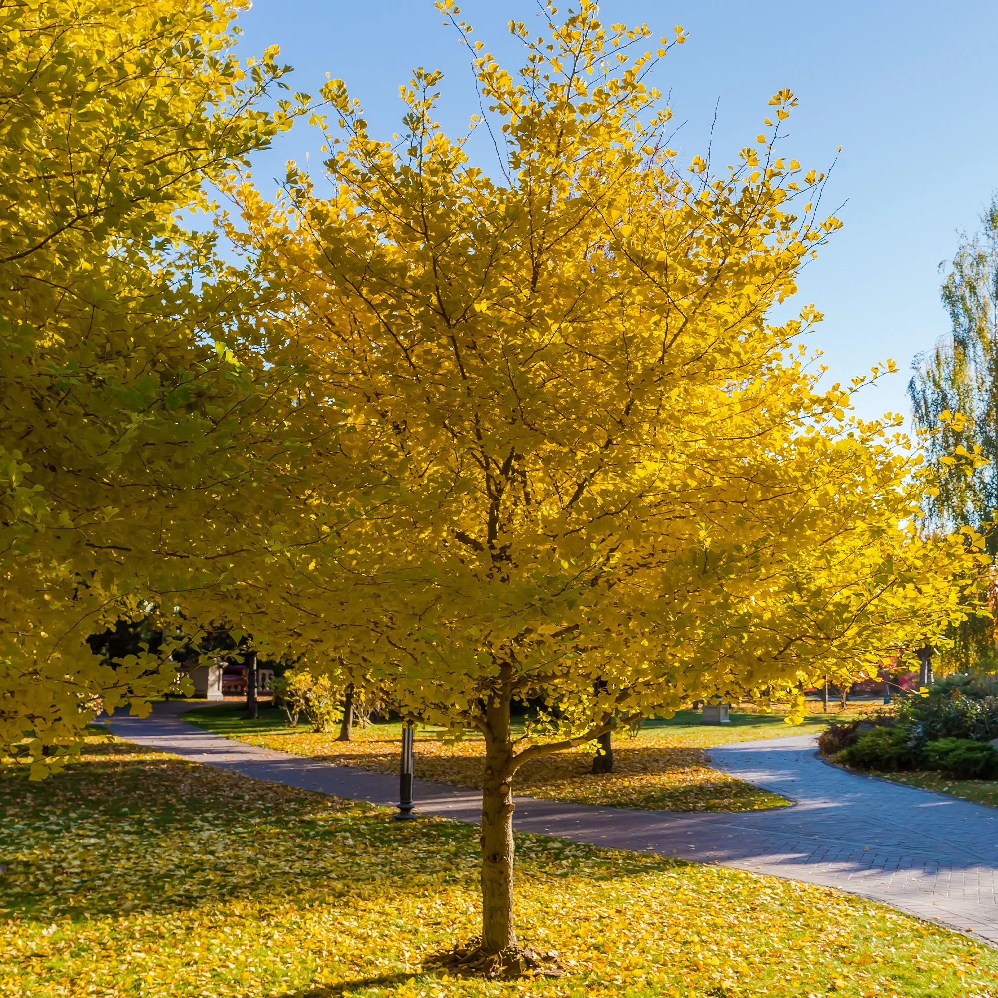 Japanischer Nussbaum - Ginkgo - Image 4
