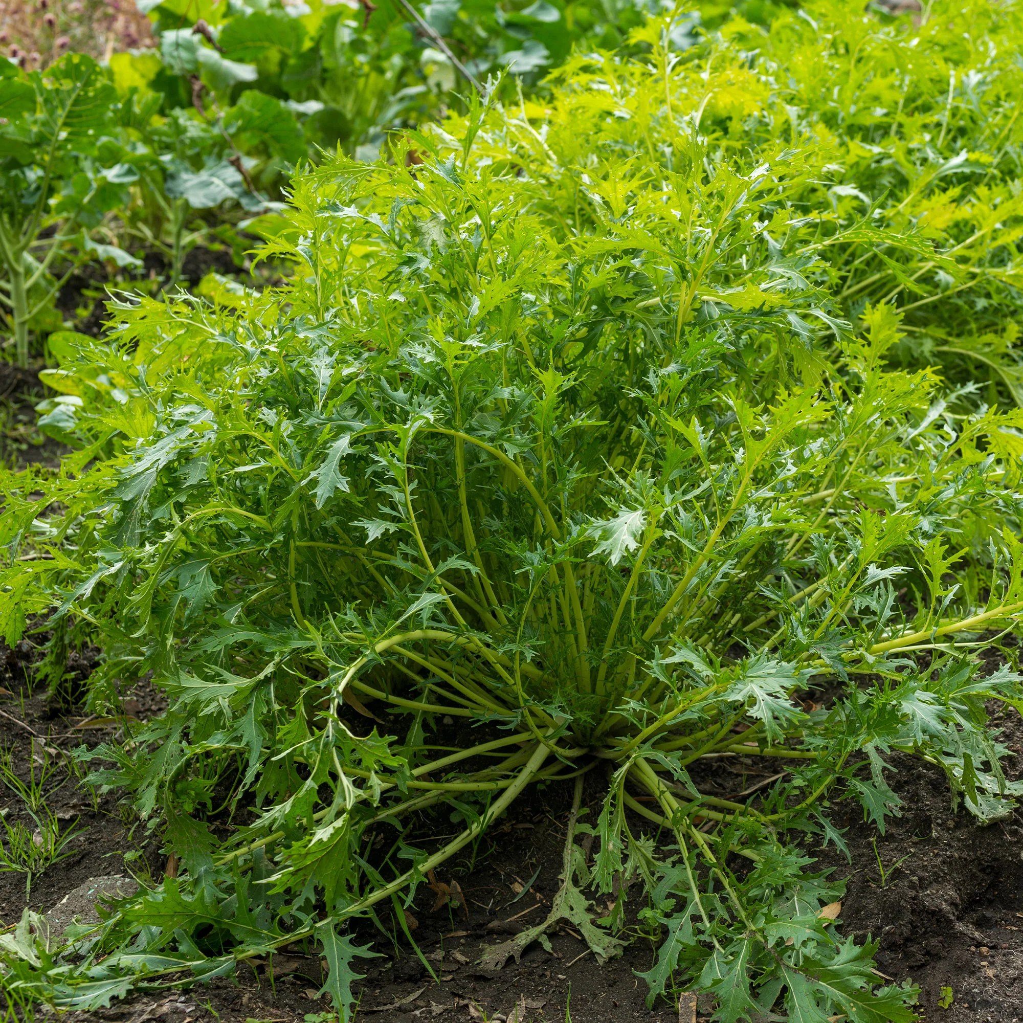 Japanischer Salatkohl Mizuna Bio - Image 3