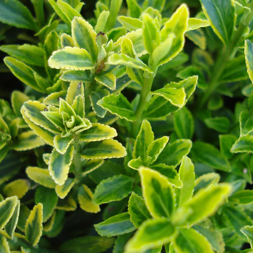 Japanischer Spindelstrauch 'Microphyllus Aureovariegatus'