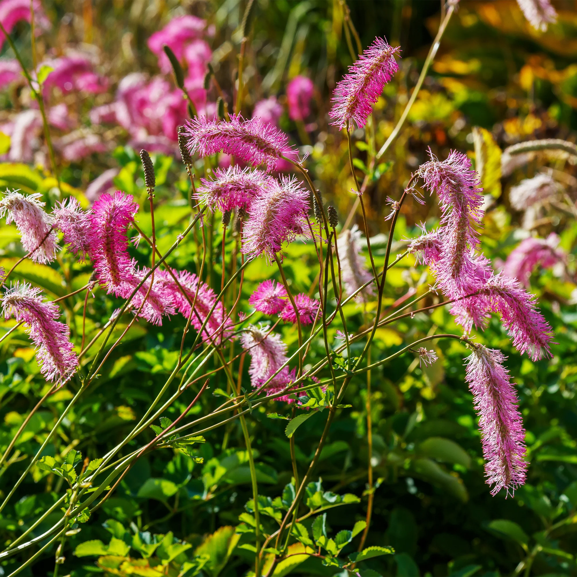 Japanischer Wiesenknopf (x3) - Image 3