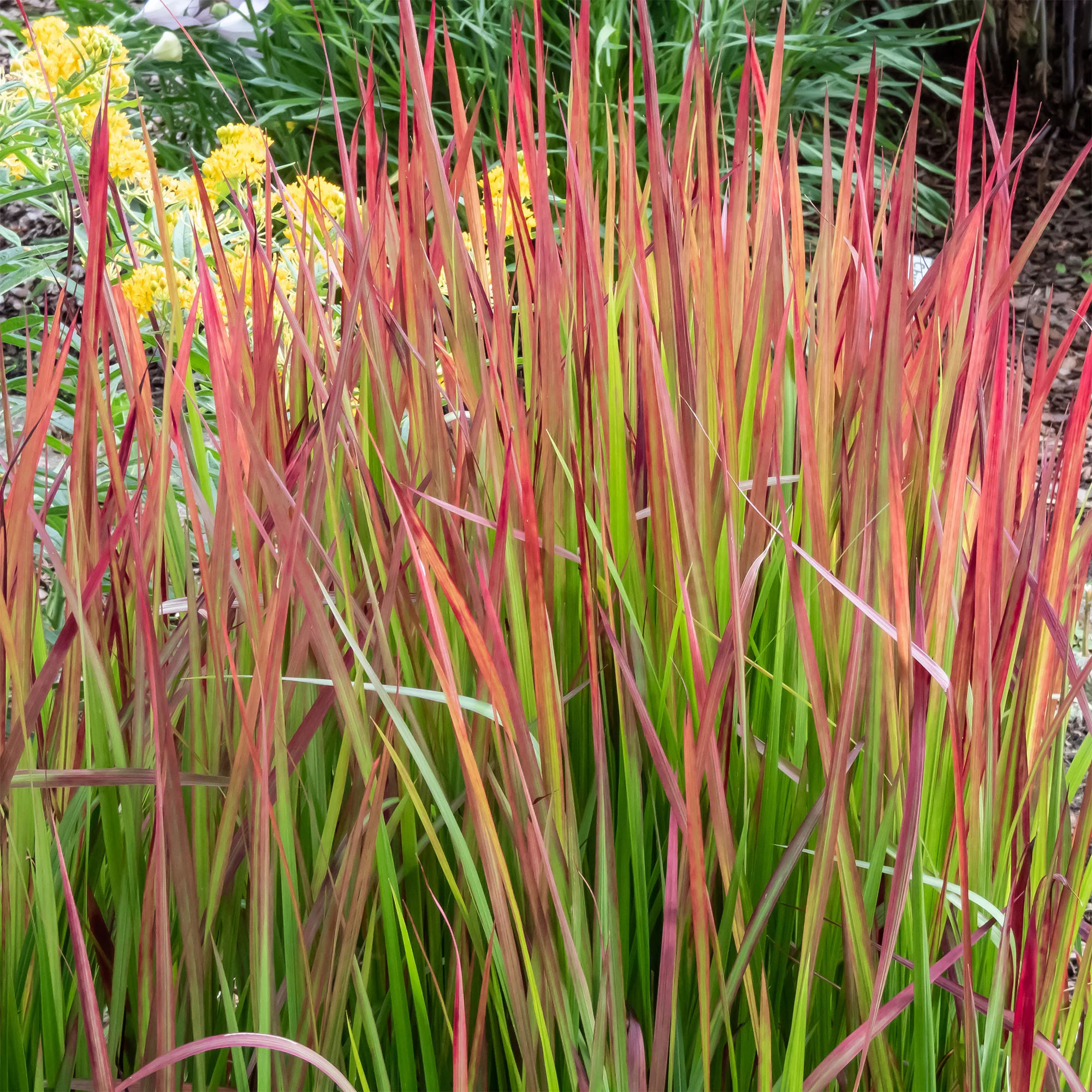 Japanisches Blutgras 'Red Baron' - Image 3