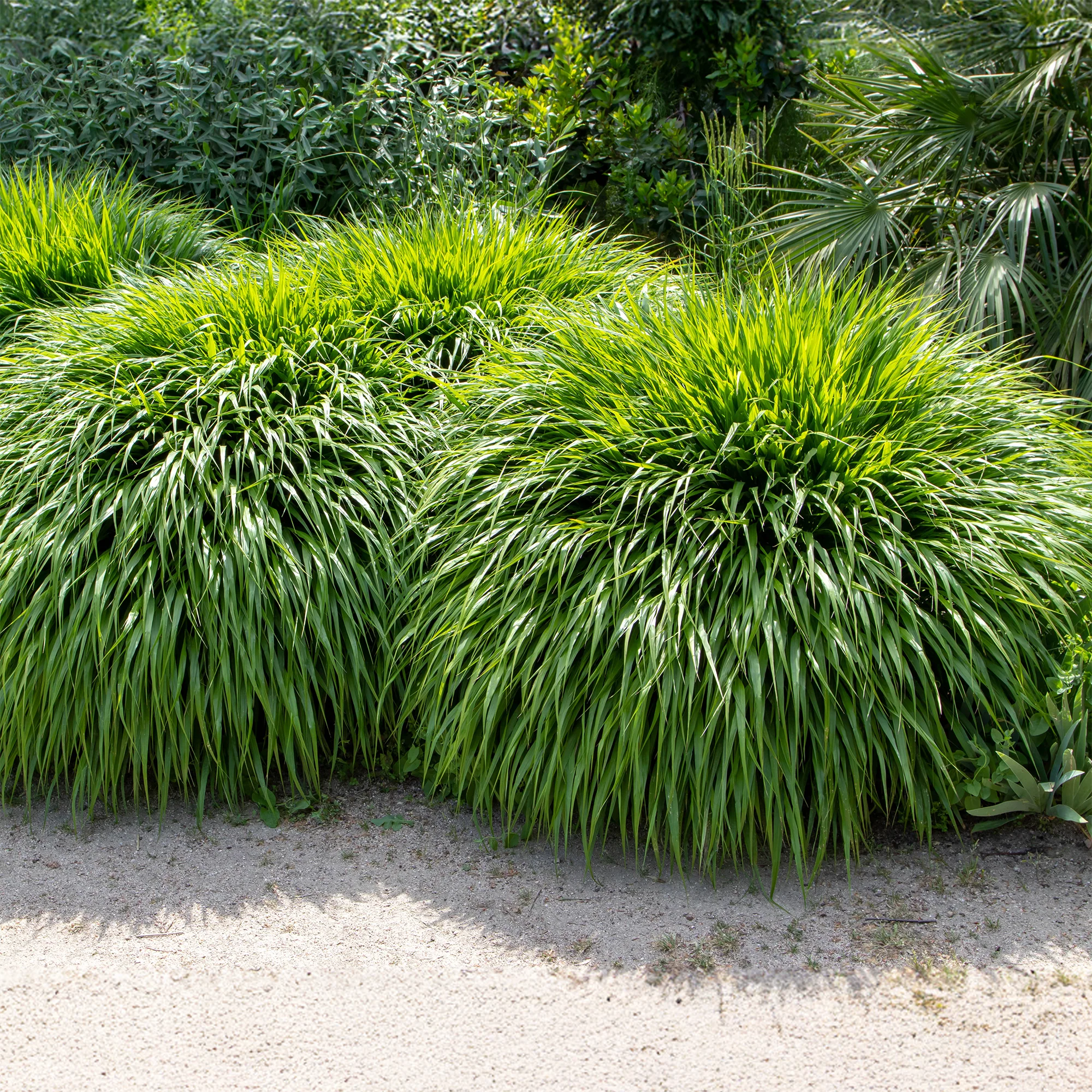 Japanwaldgras - Image 2