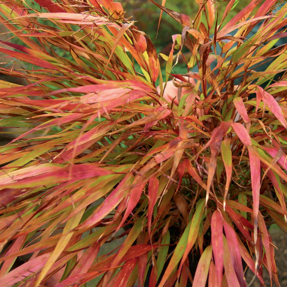 Japanwaldgras ‘Nicolas’