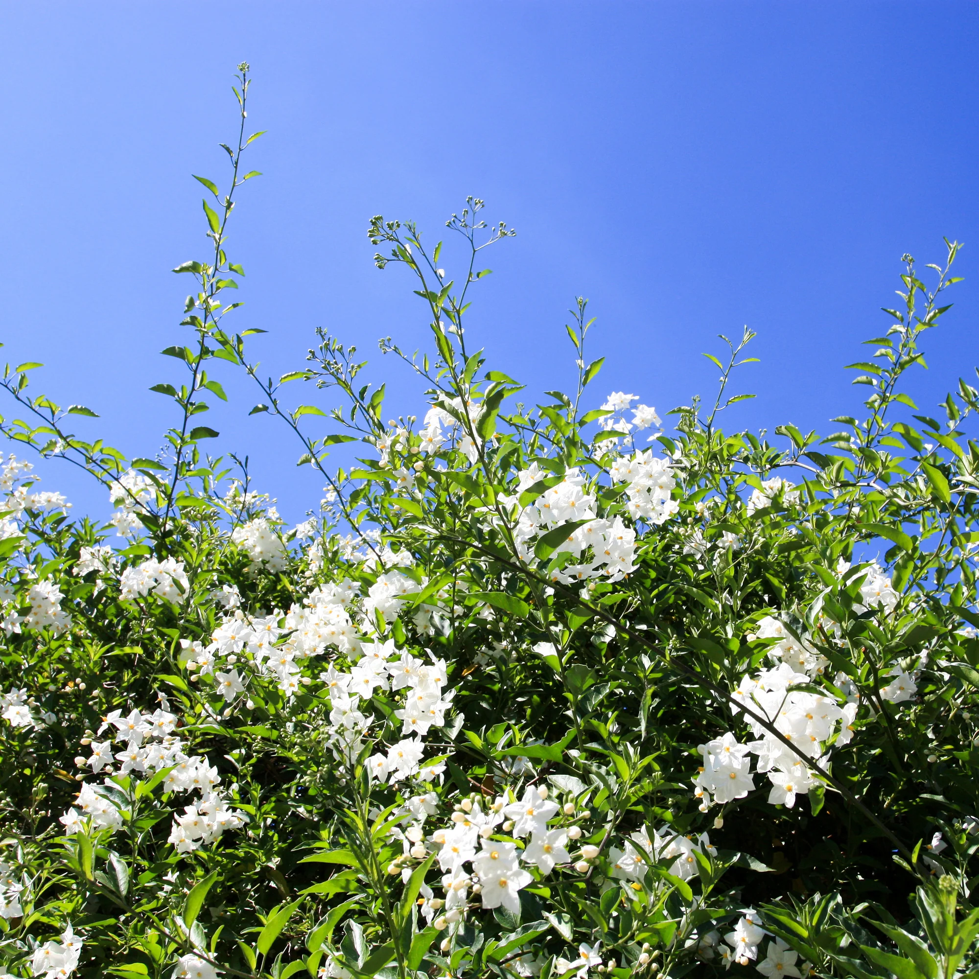 Jasmin-Nachtschatten (Solanum jasminoides) - Image 3
