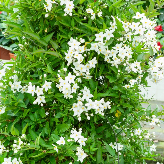 Jasmin-Nachtschatten (Solanum jasminoides) - Image 4