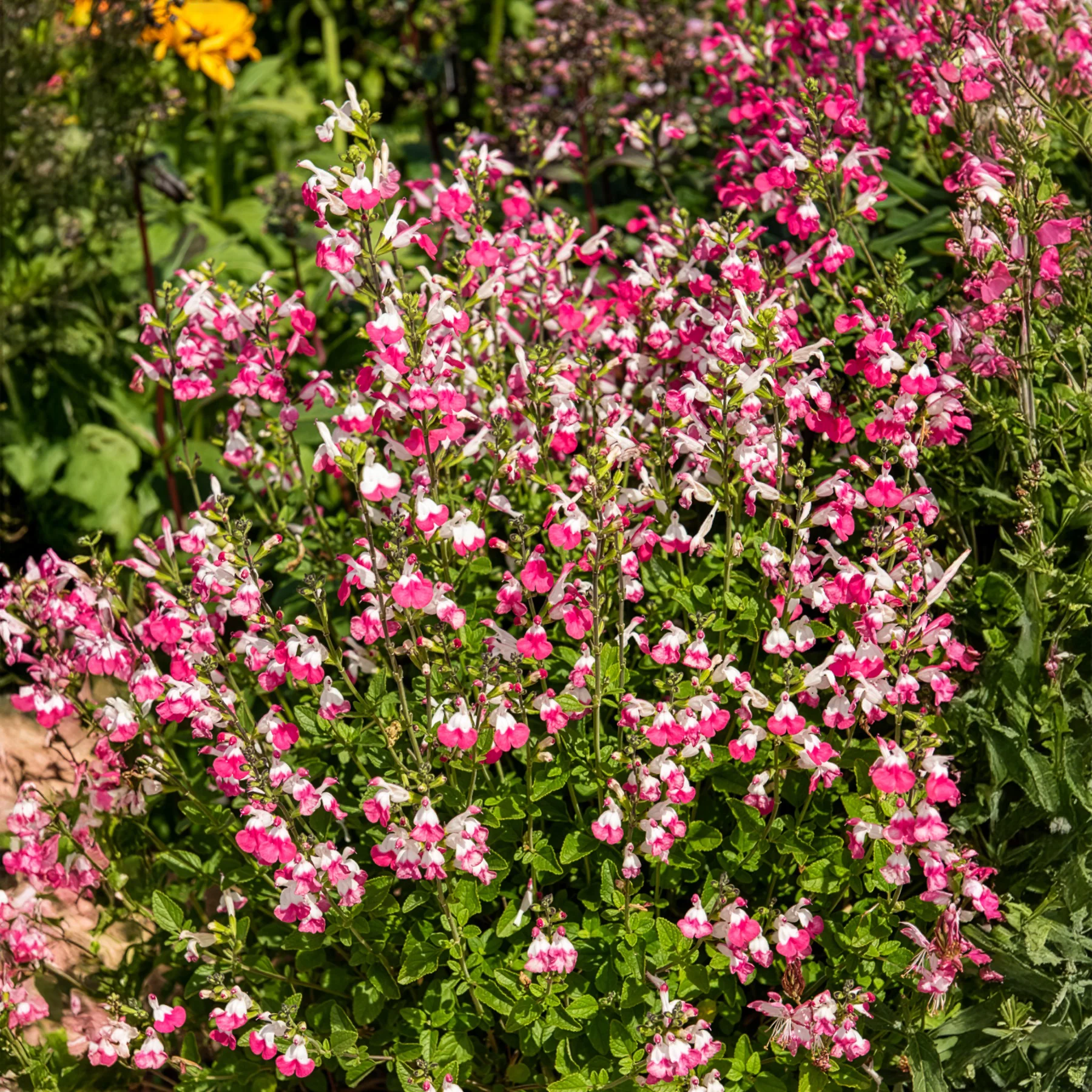 Johannisbeer-Salbei Pink Dream - Image 2