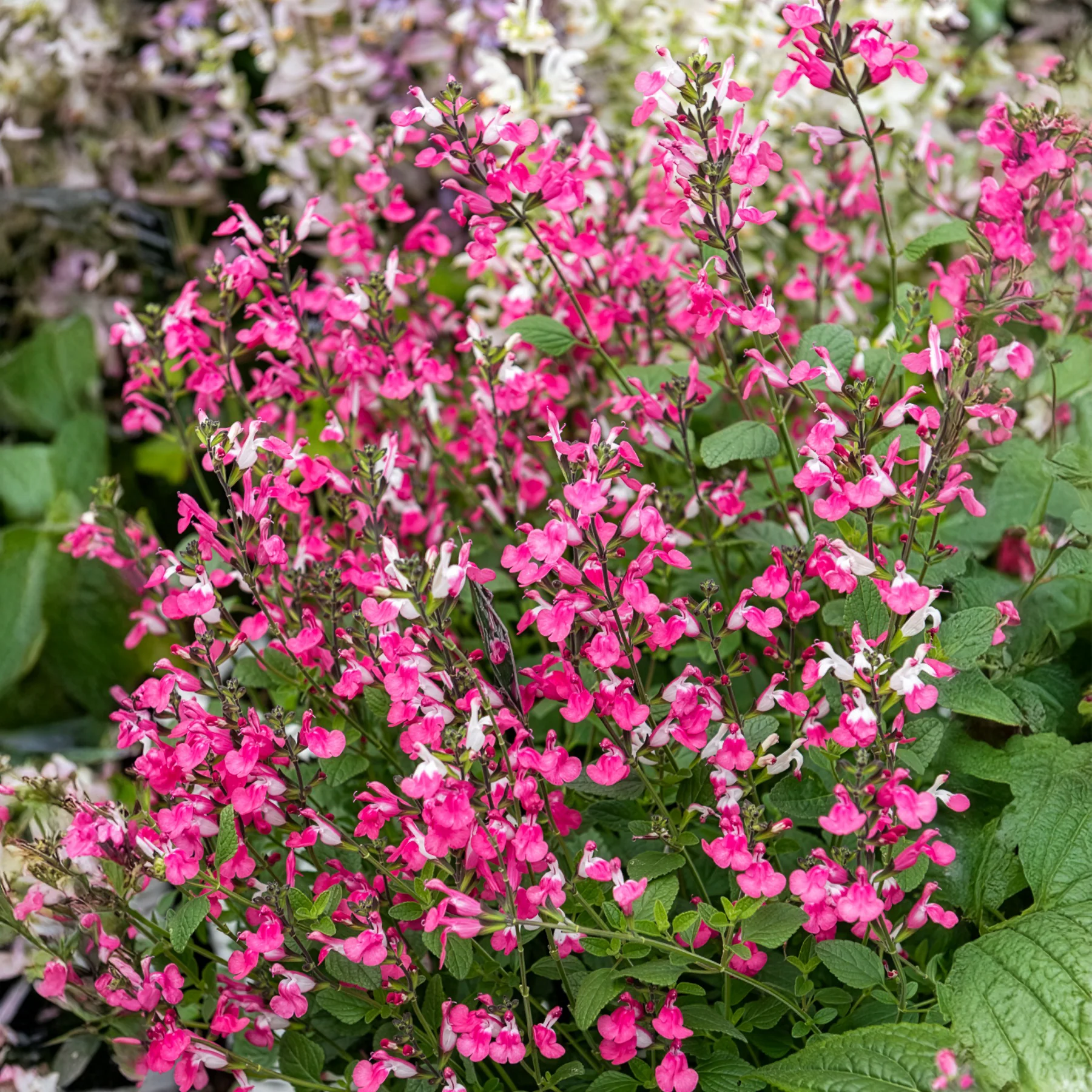 Johannisbeer-Salbei Pink Dream - Image 4