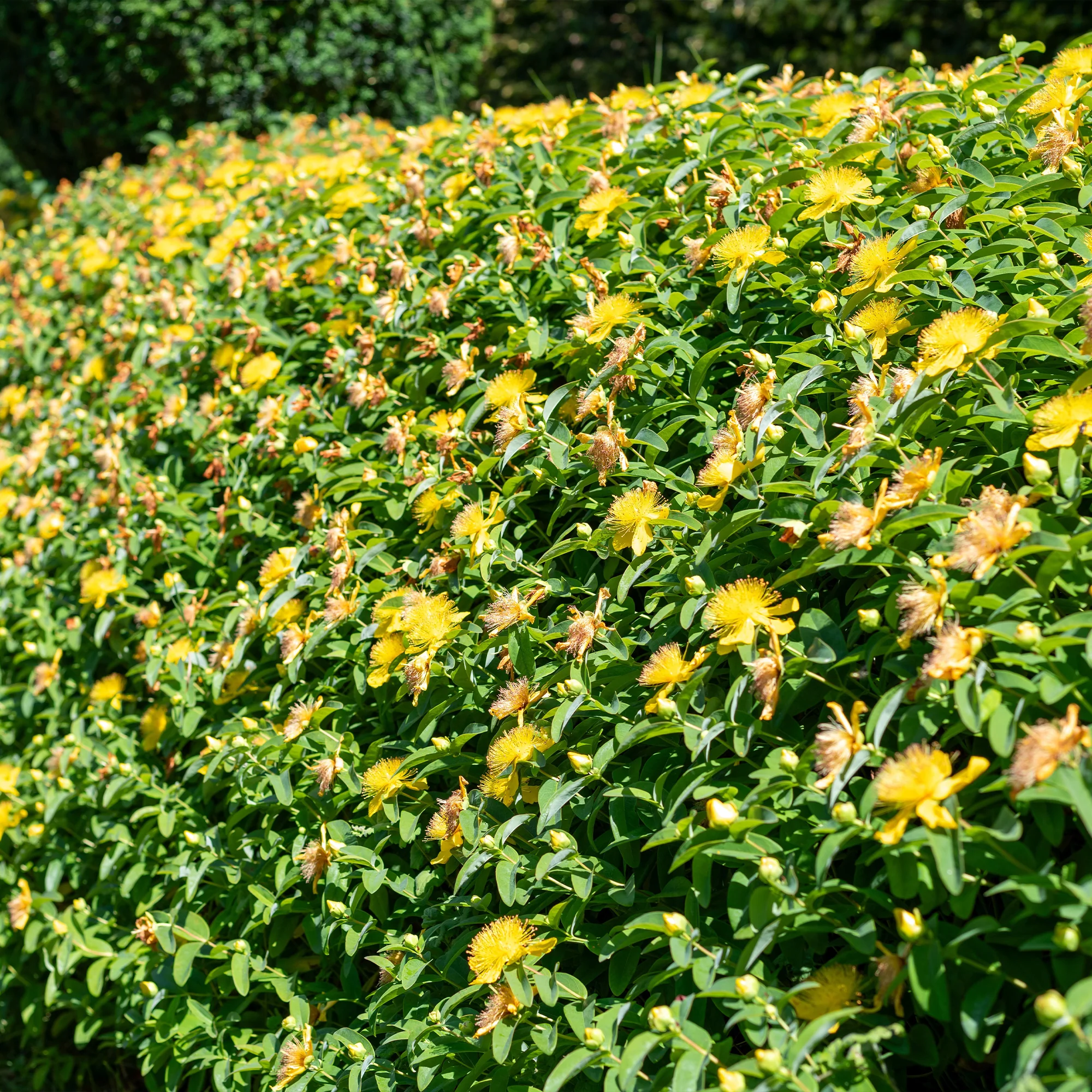 Johanniskraut (x5) - Image 3