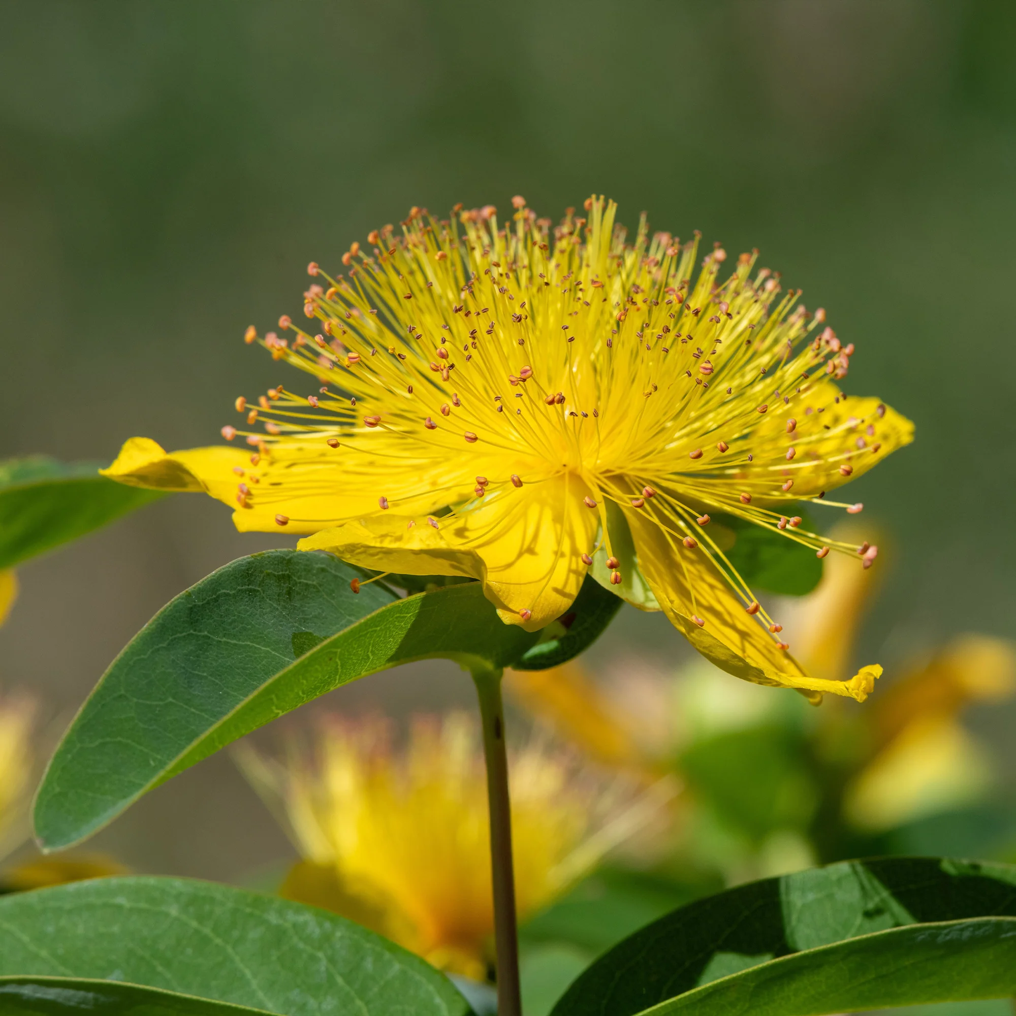 Johanniskraut (x5) - Image 4