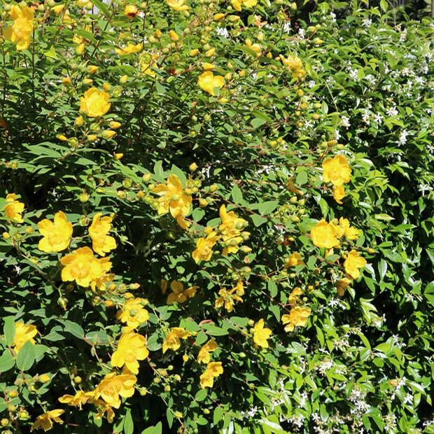 Johanniskraut Hidcote - Image 3