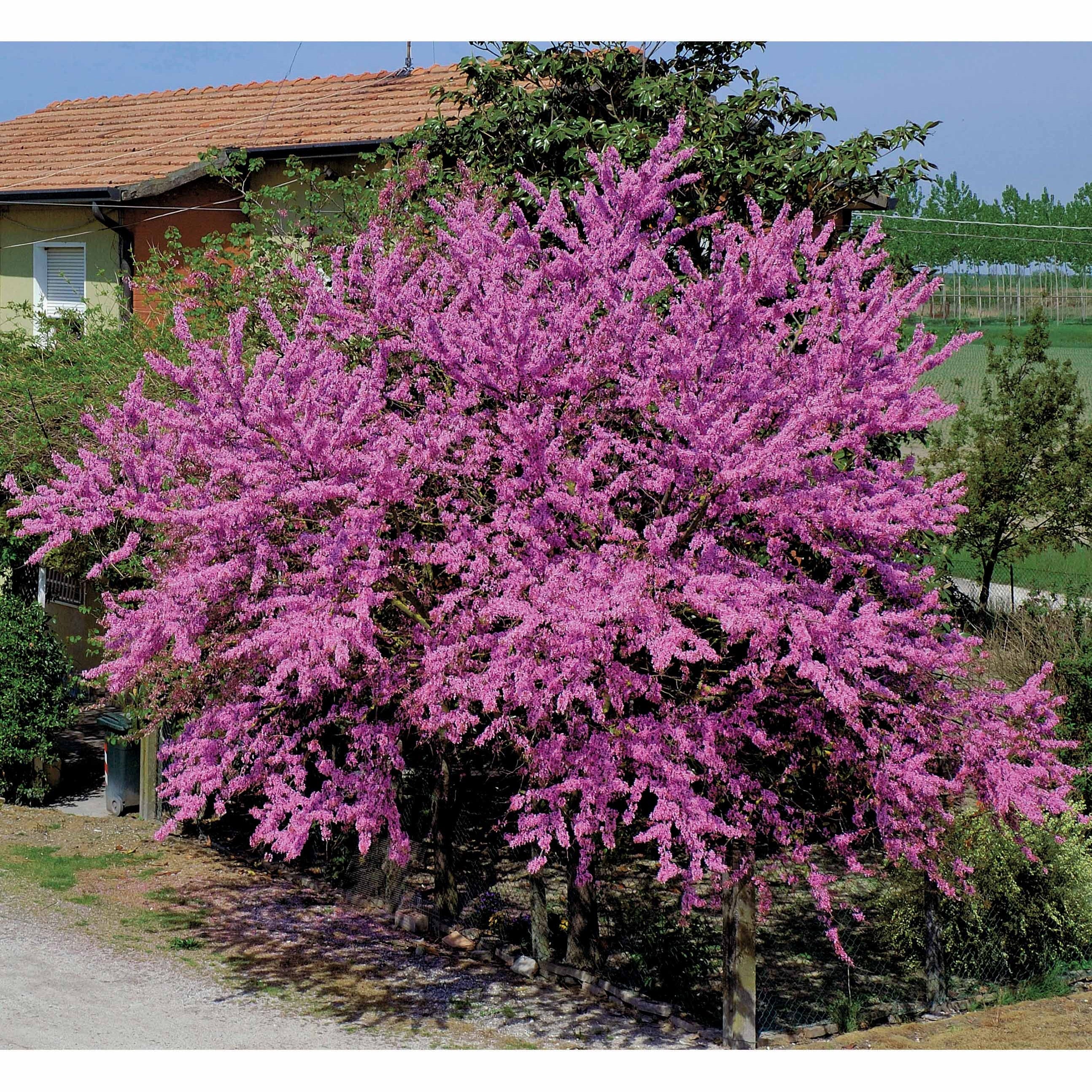 Judasbaum - Image 3