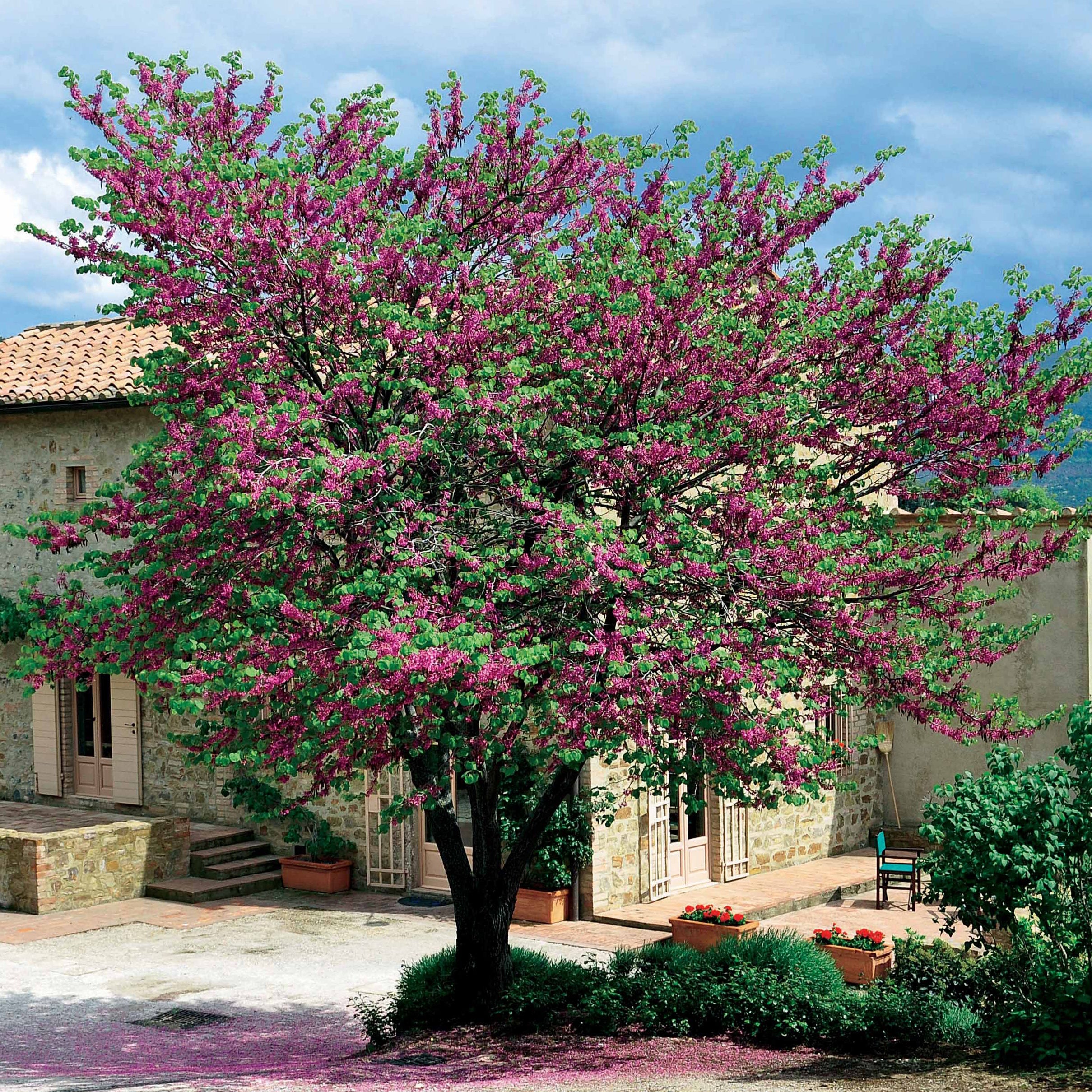 Judasbaum - Image 5