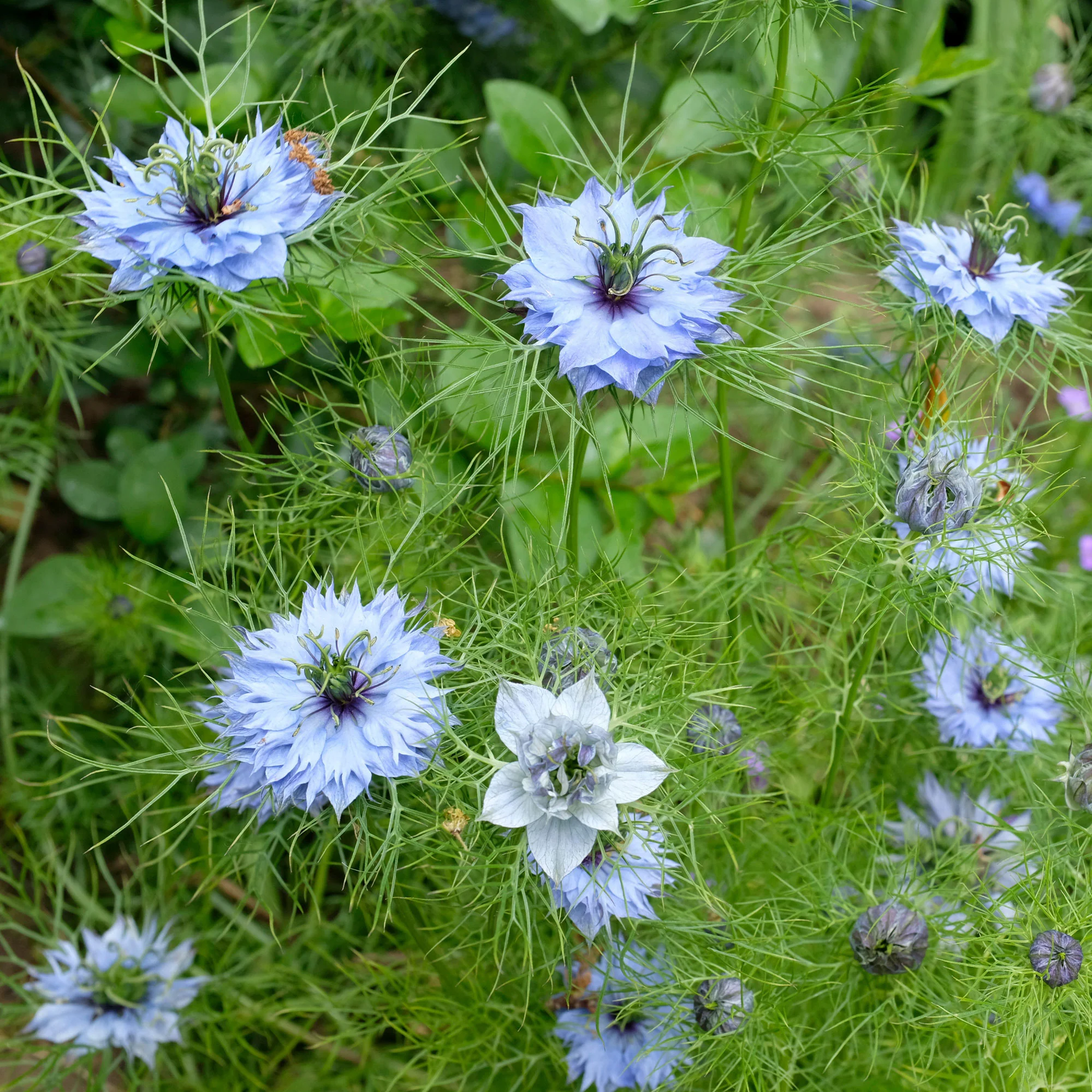 Jungfer im Grünen ‘Miss Jekyll Blue’ - Image 3