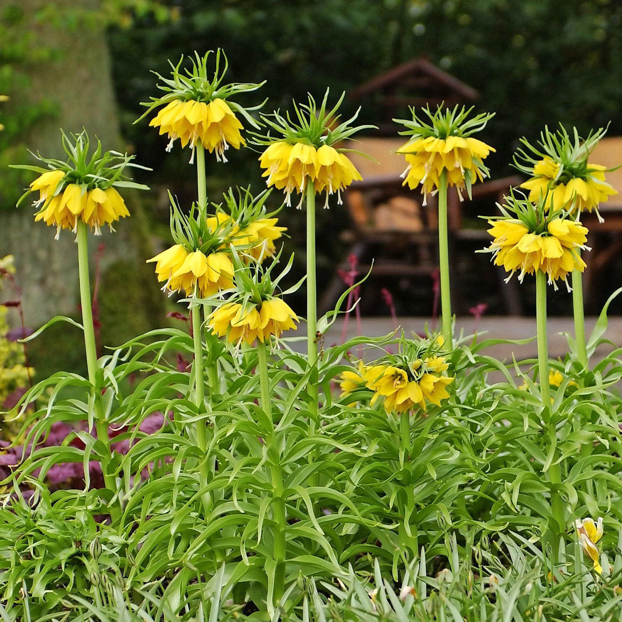 Kaiserkrone 'Lutea' - Image 3