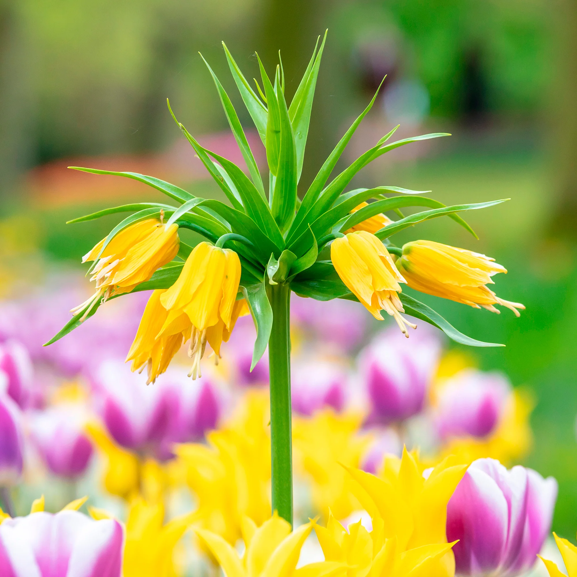 Kaiserkrone 'Lutea' - Image 4