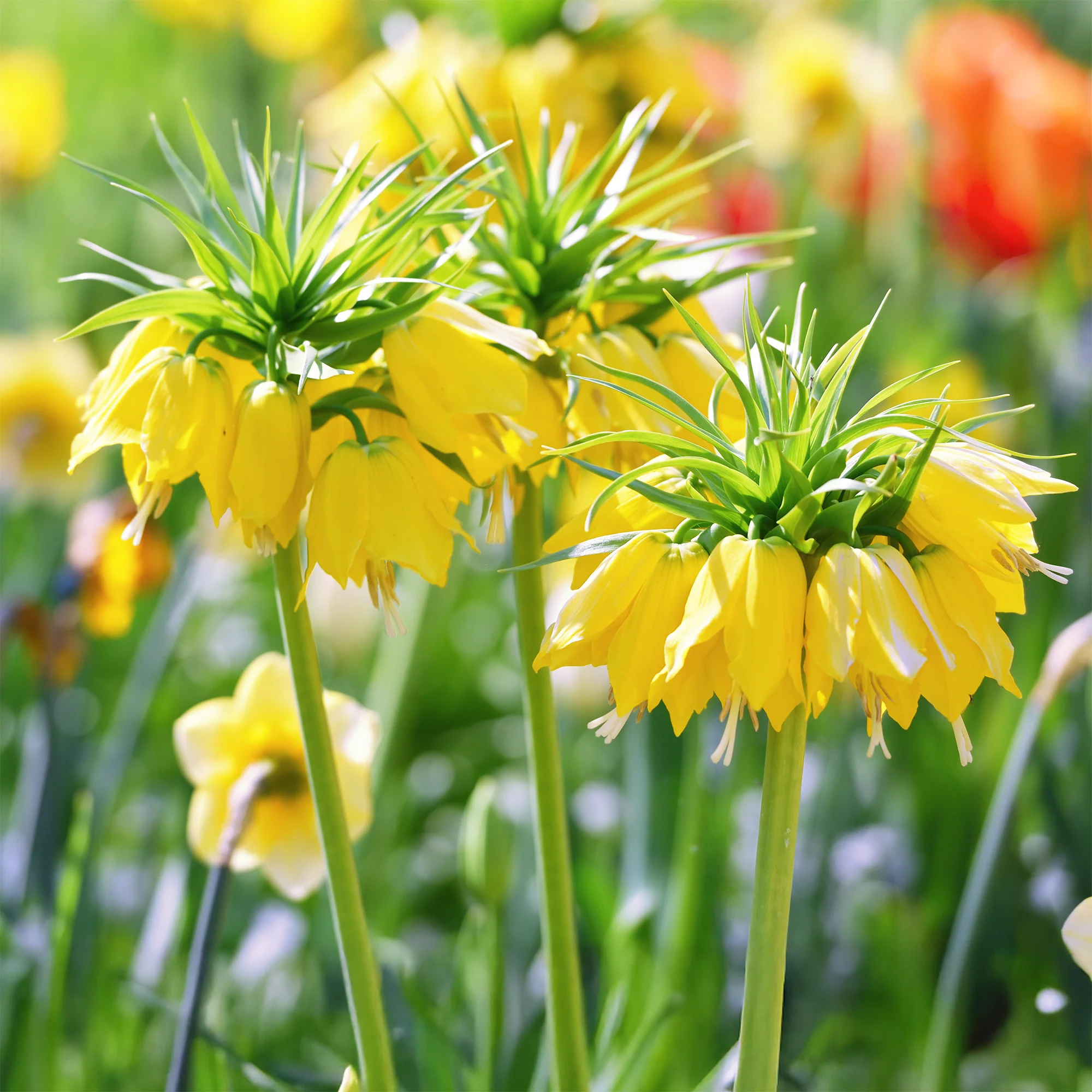 Kaiserkrone 'Lutea' - Image 5