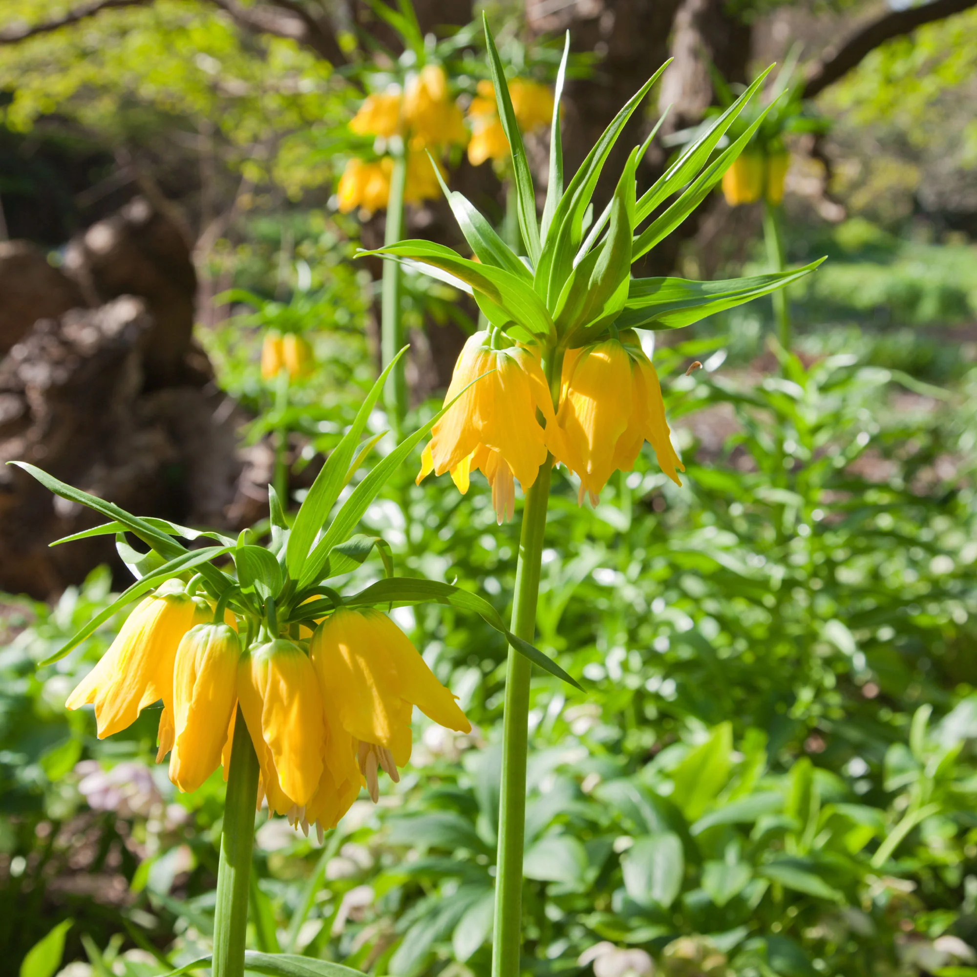 Kaiserkrone 'Lutea' - Image 6
