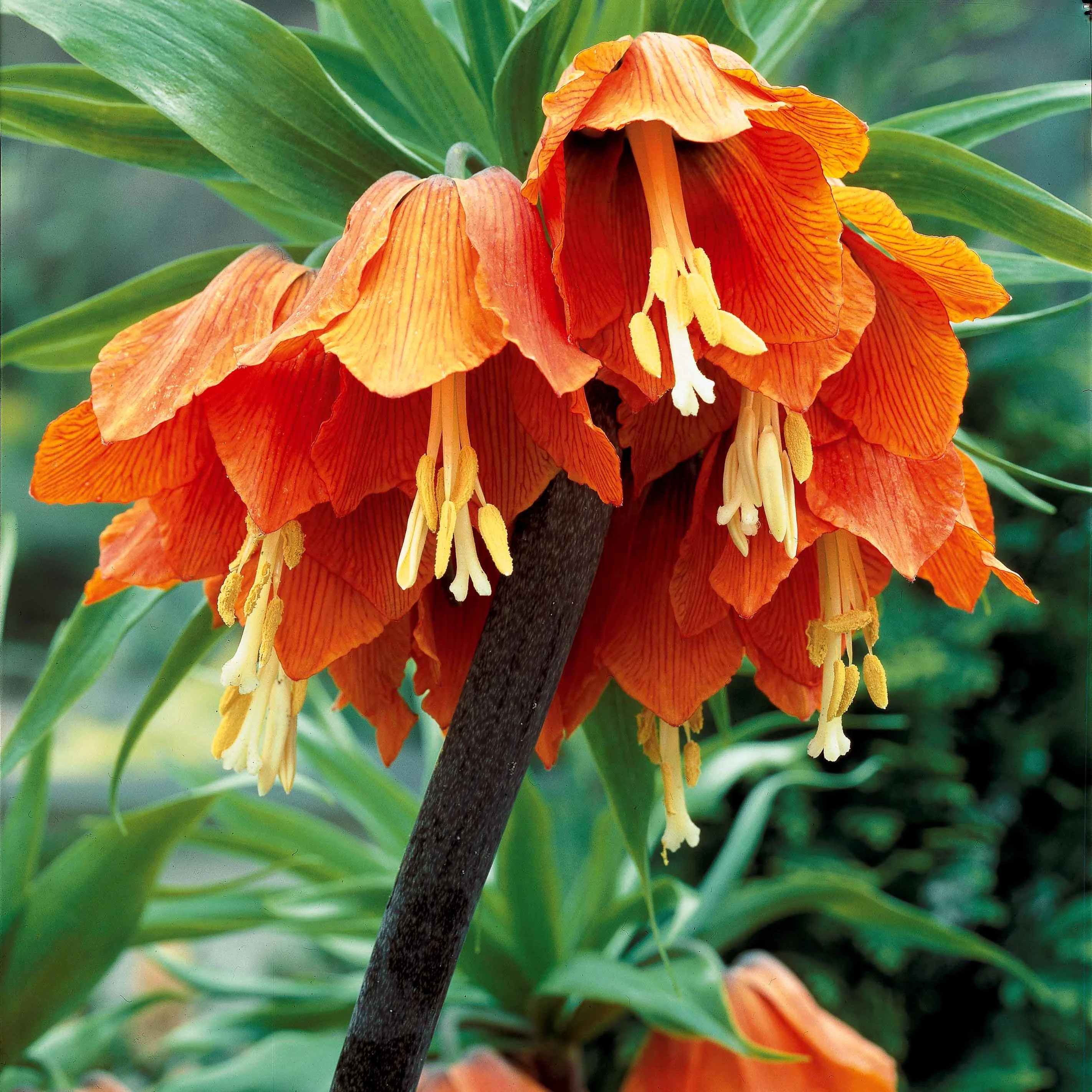 Kaiserkrone 'Orange Beauty' - Image 3