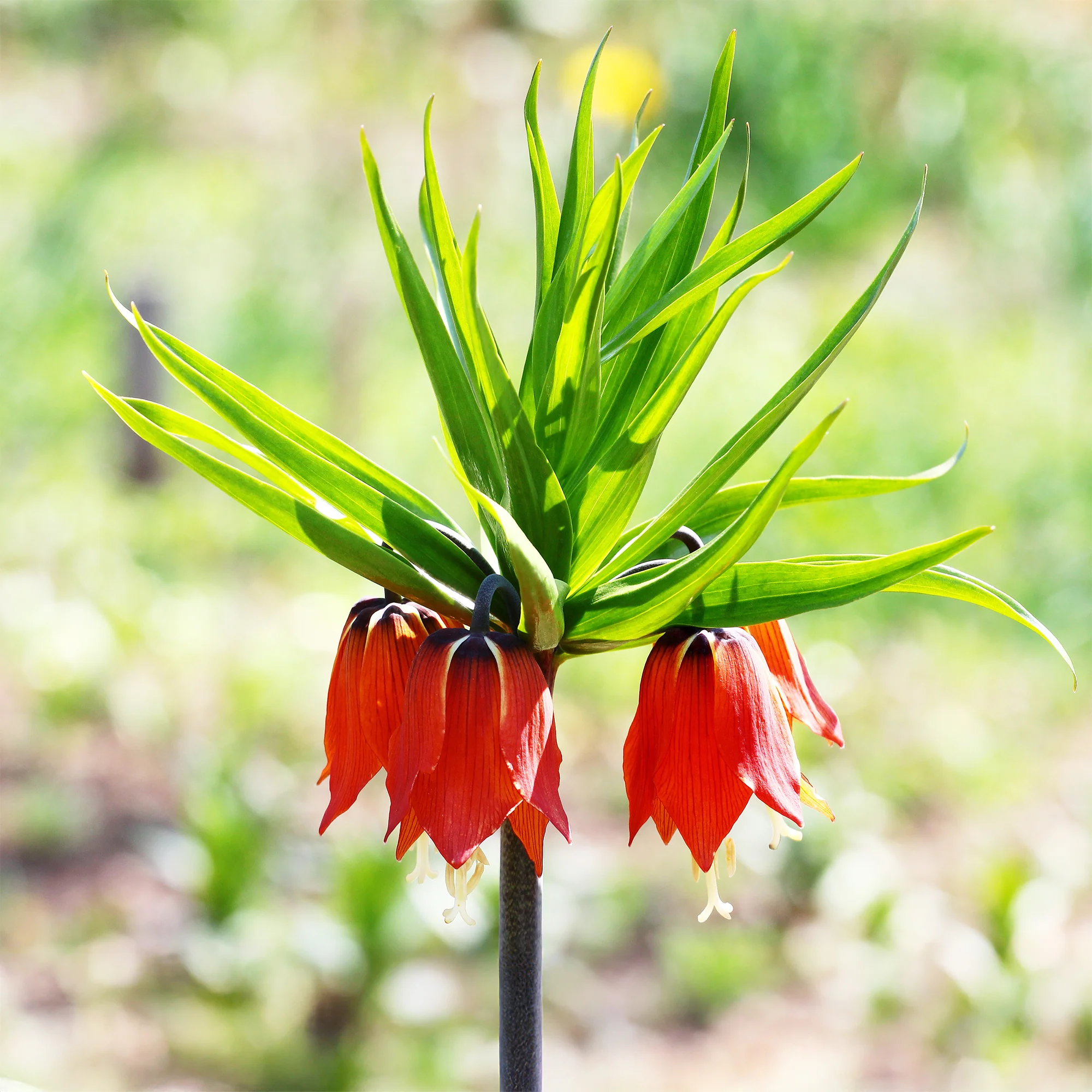 Kaiserkrone rot - Image 2