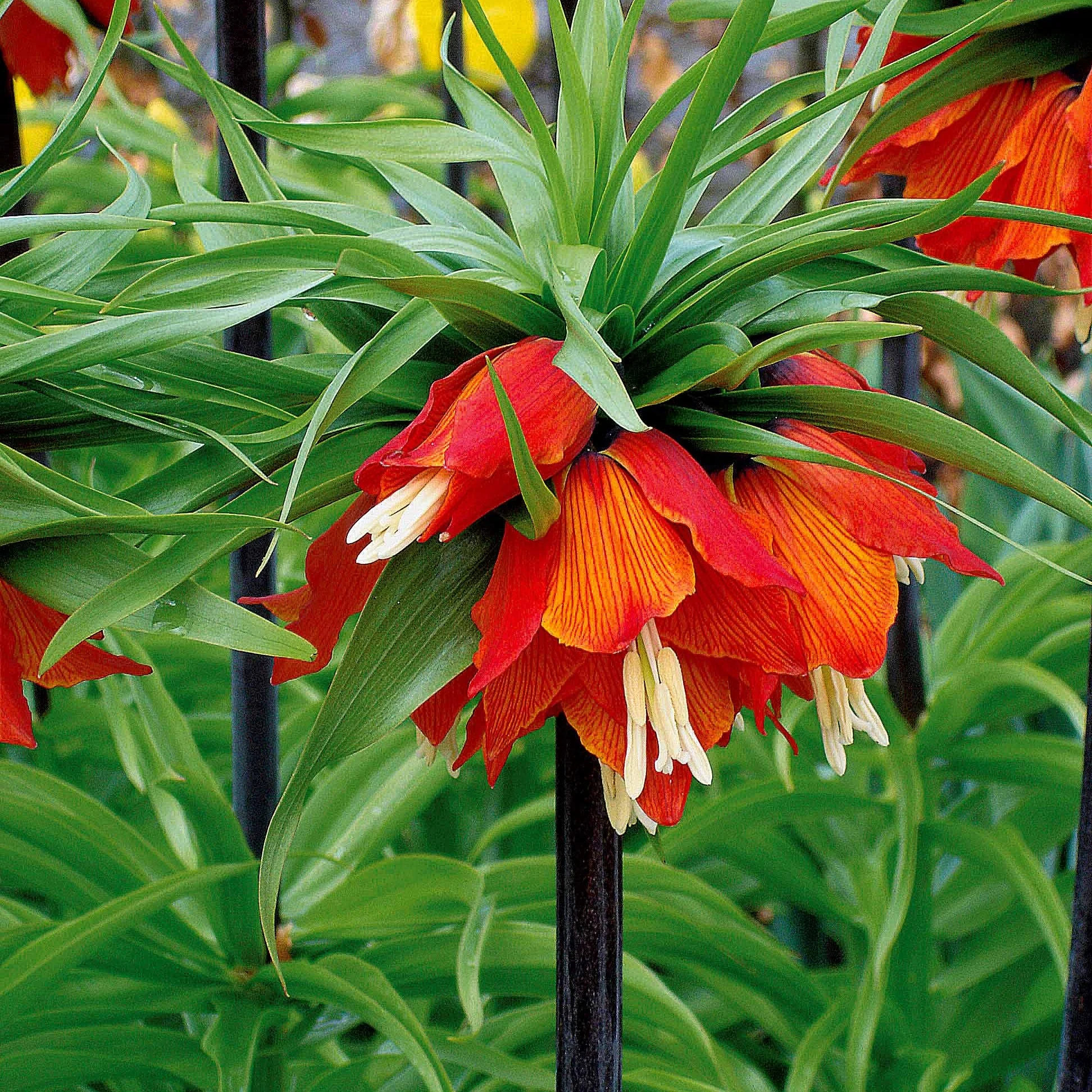 Kaiserkrone rot - Image 3