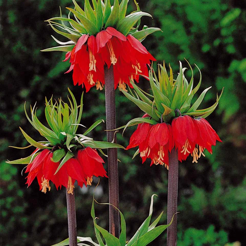 Kaiserkrone rot - Image 4