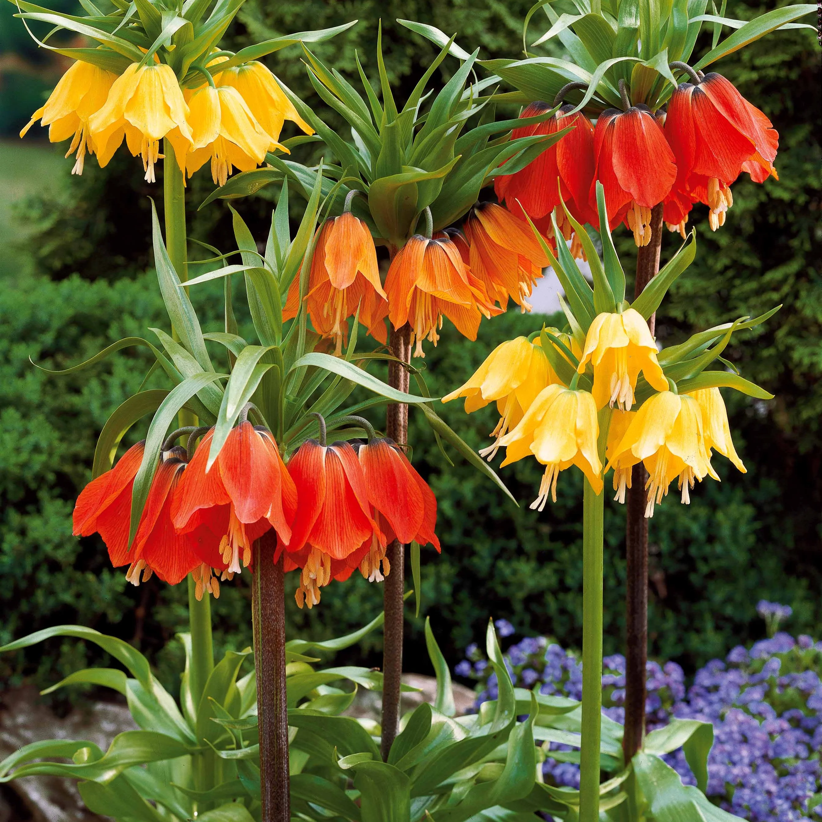 Kaiserkrone rot - Image 5