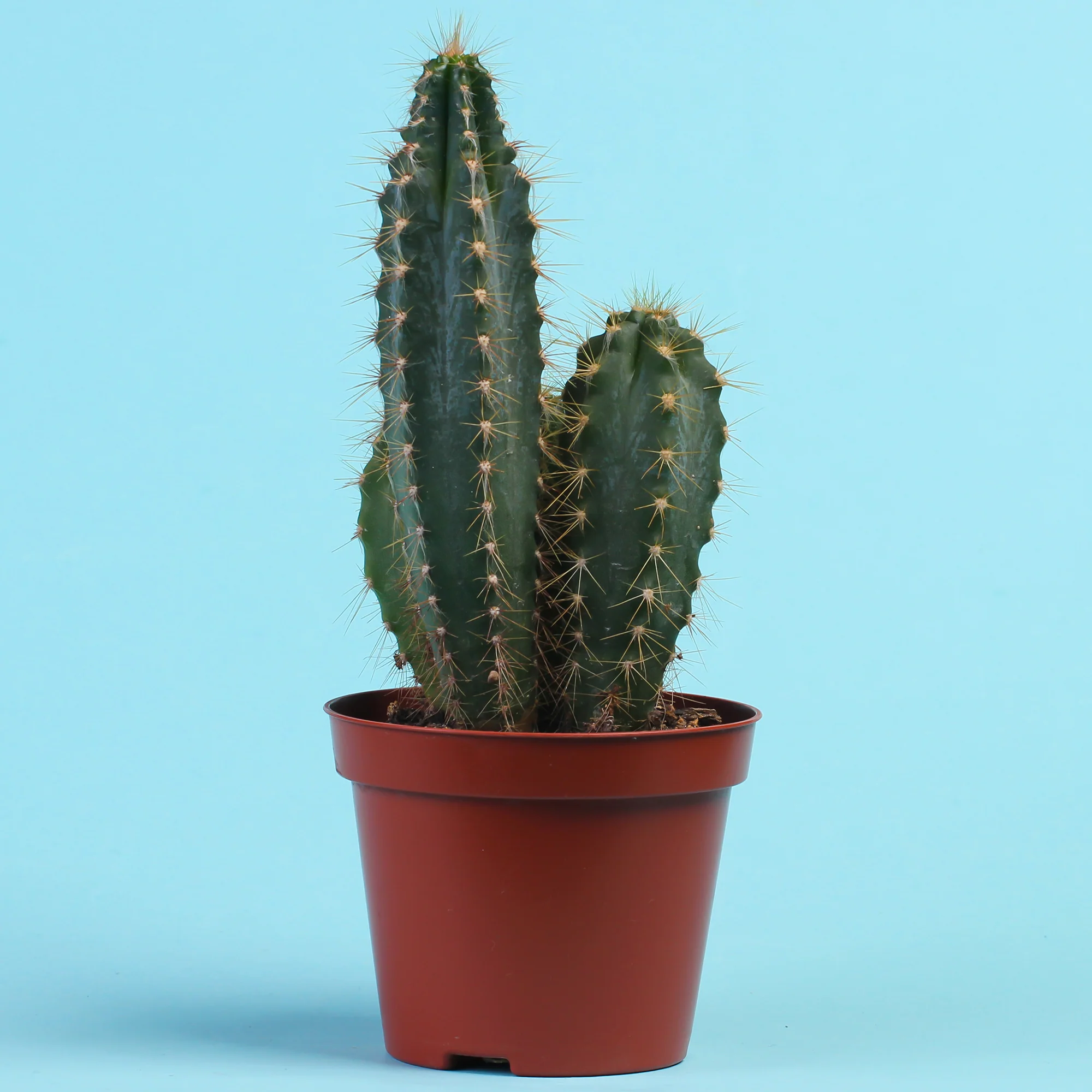 Kaktus 'Chichipe'