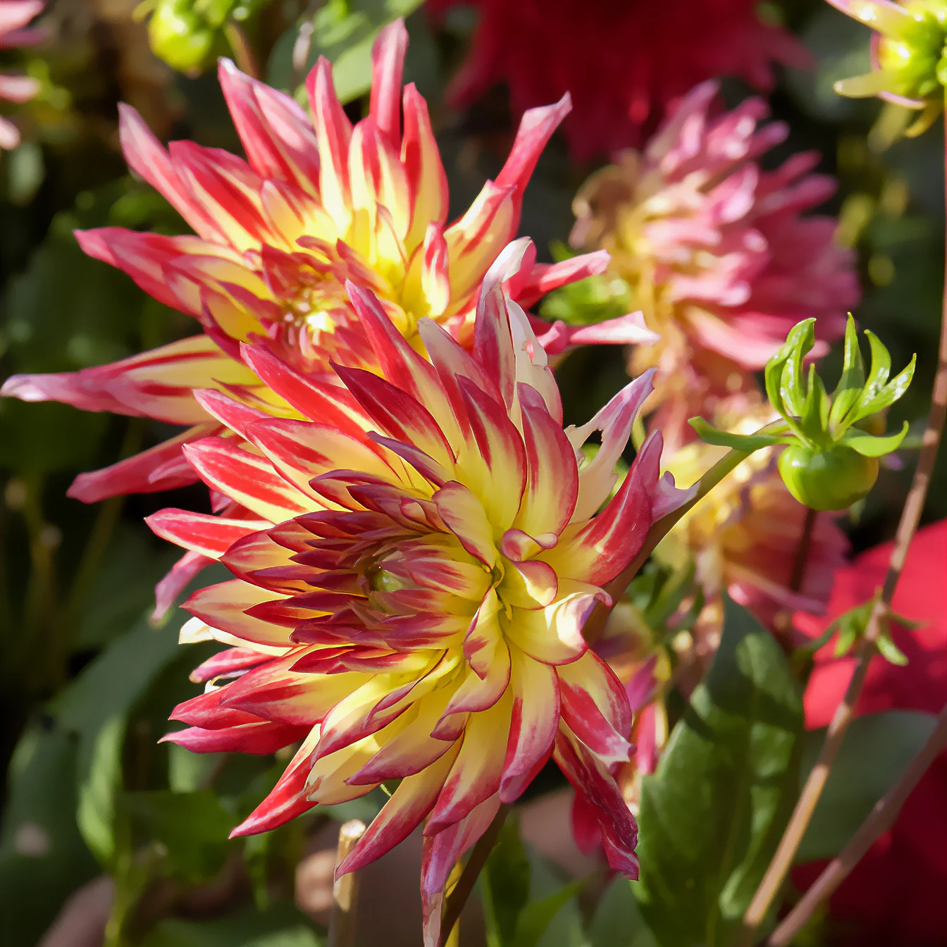Kaktus-Dahlie Feuervogel (x3) - Image 2