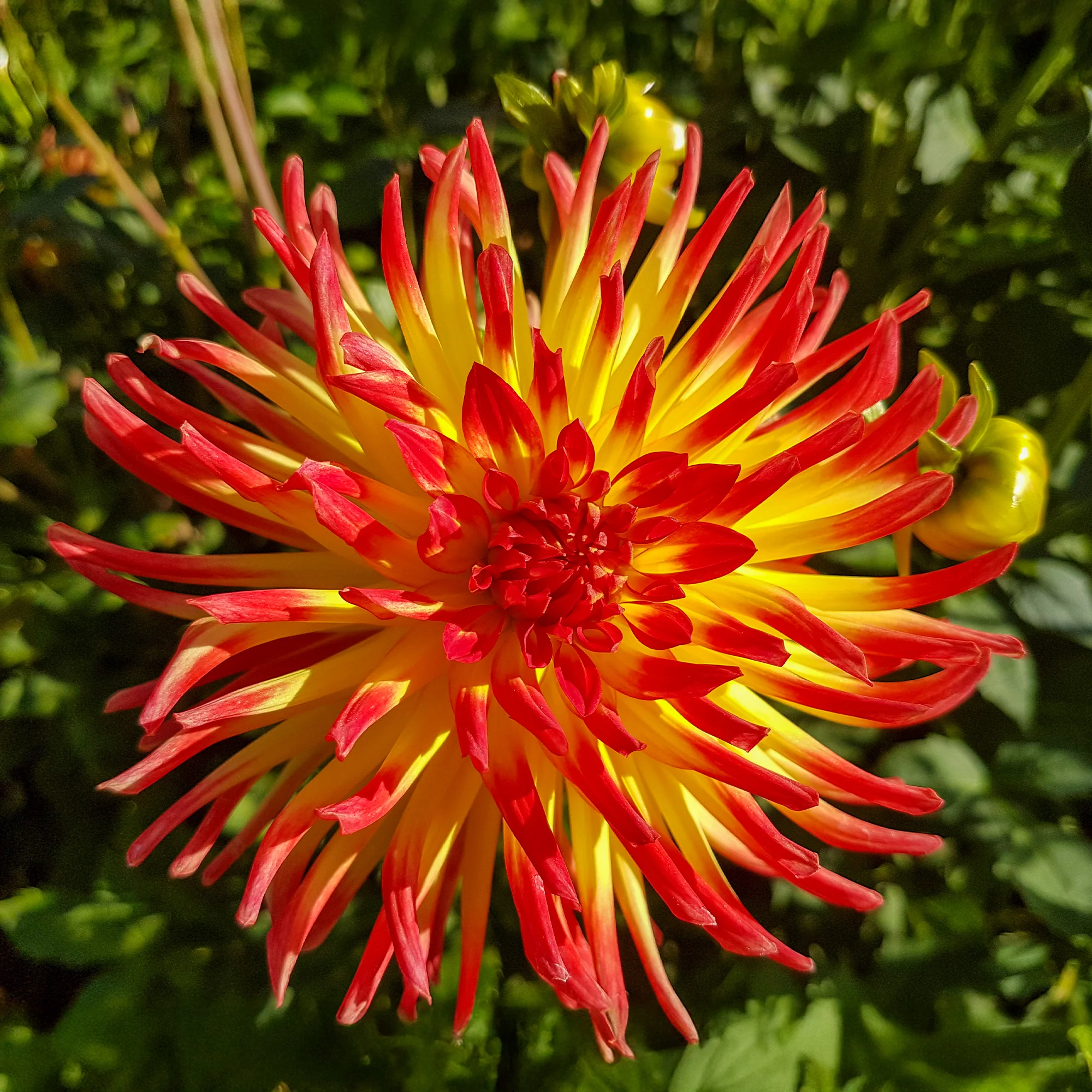 Kaktus-Dahlie Feuervogel (x3) - Image 3