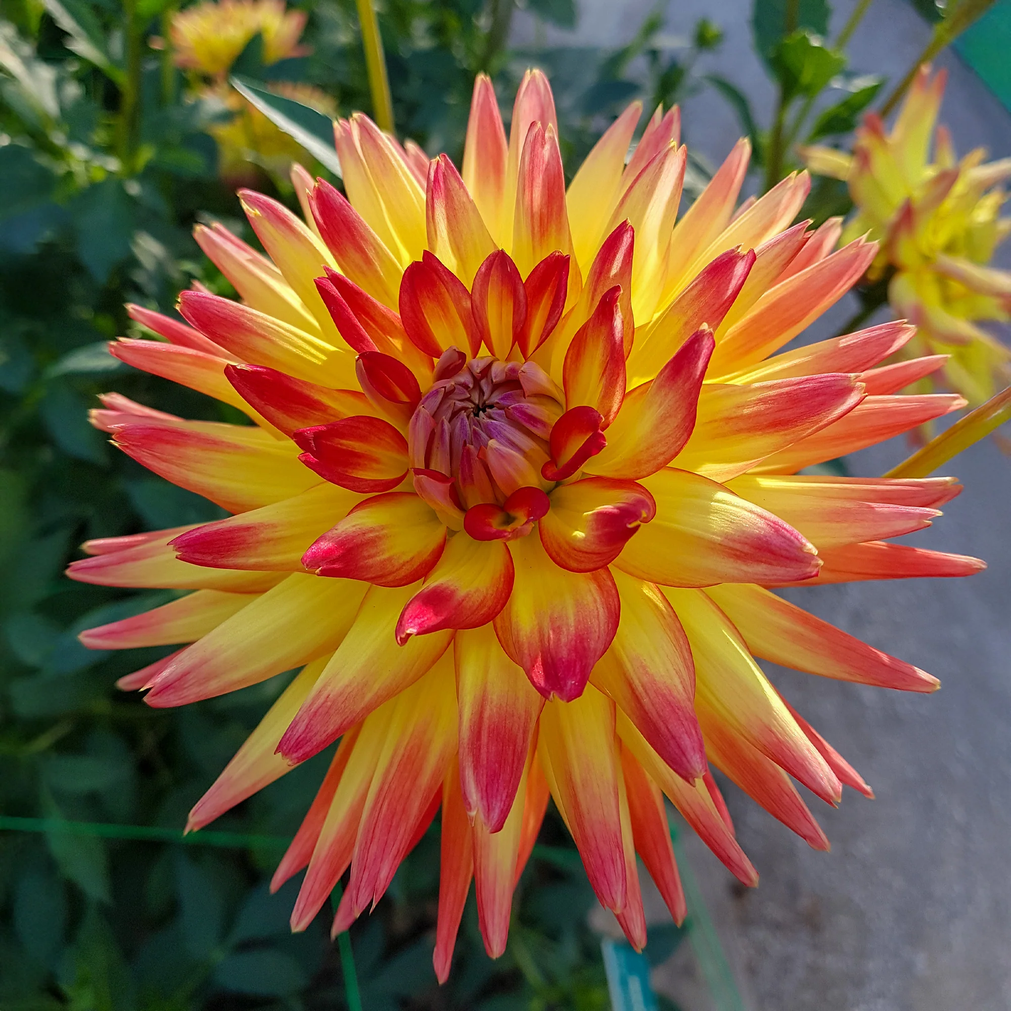 Kaktus-Dahlie Feuervogel (x3) - Image 4