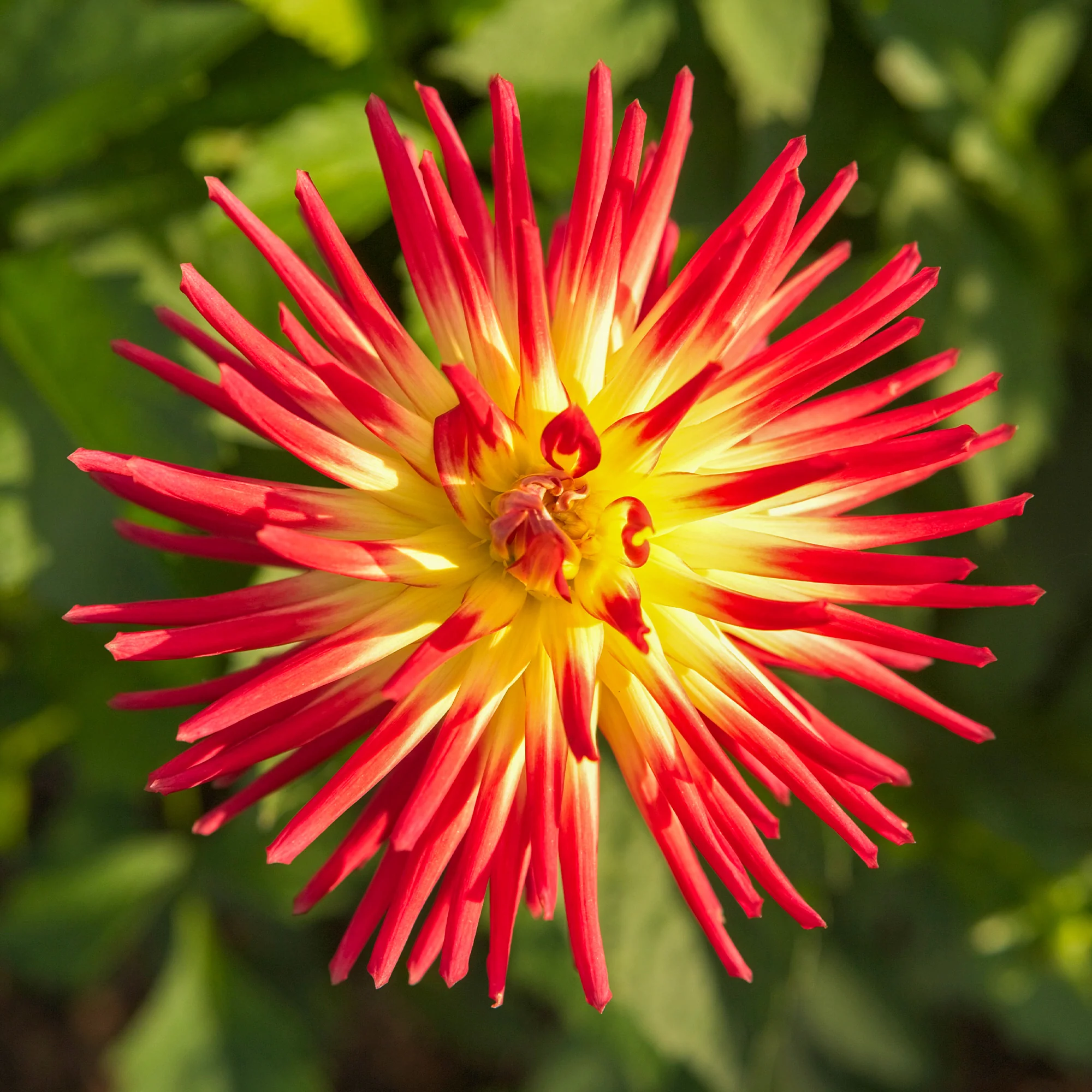 Kaktus-Dahlie Feuervogel (x3) - Image 5