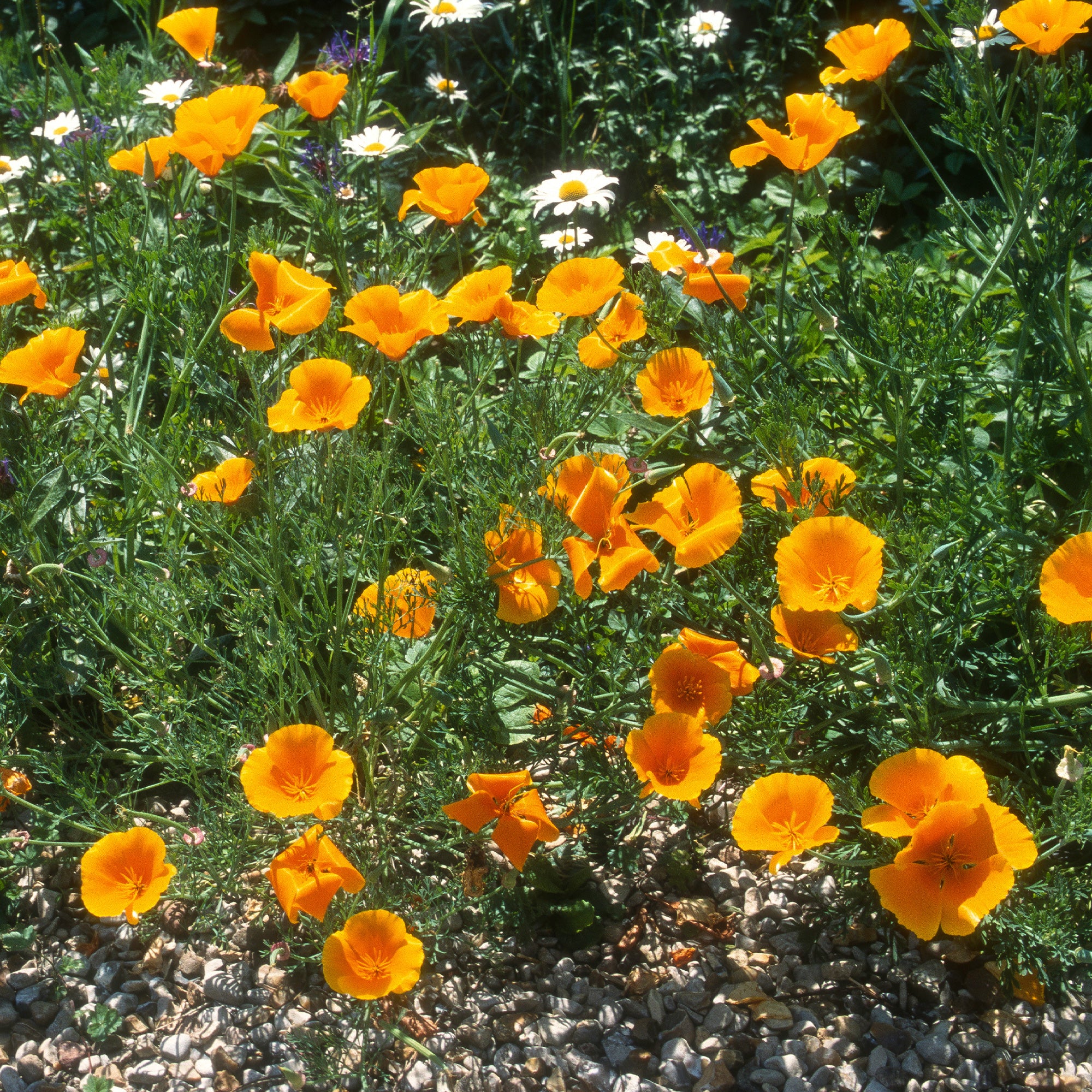 Kalifornischer Goldmohn - Image 4
