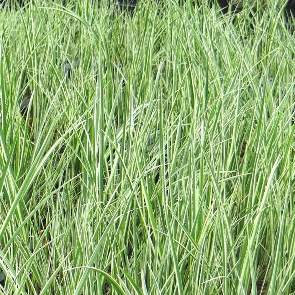 Kalmus 'Argenteostriatus' - Image 2