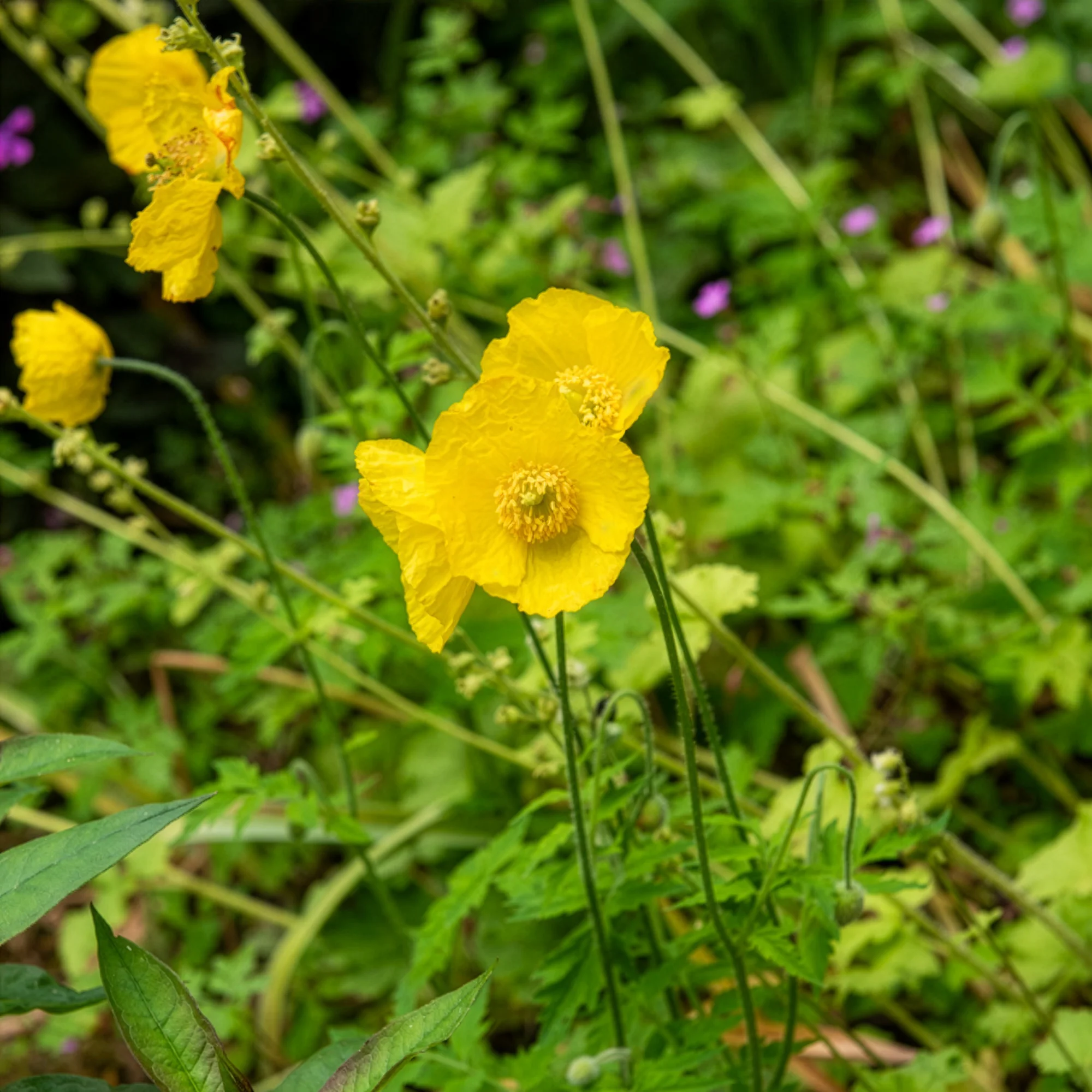 Kambrischer Scheinmohn - Image 3