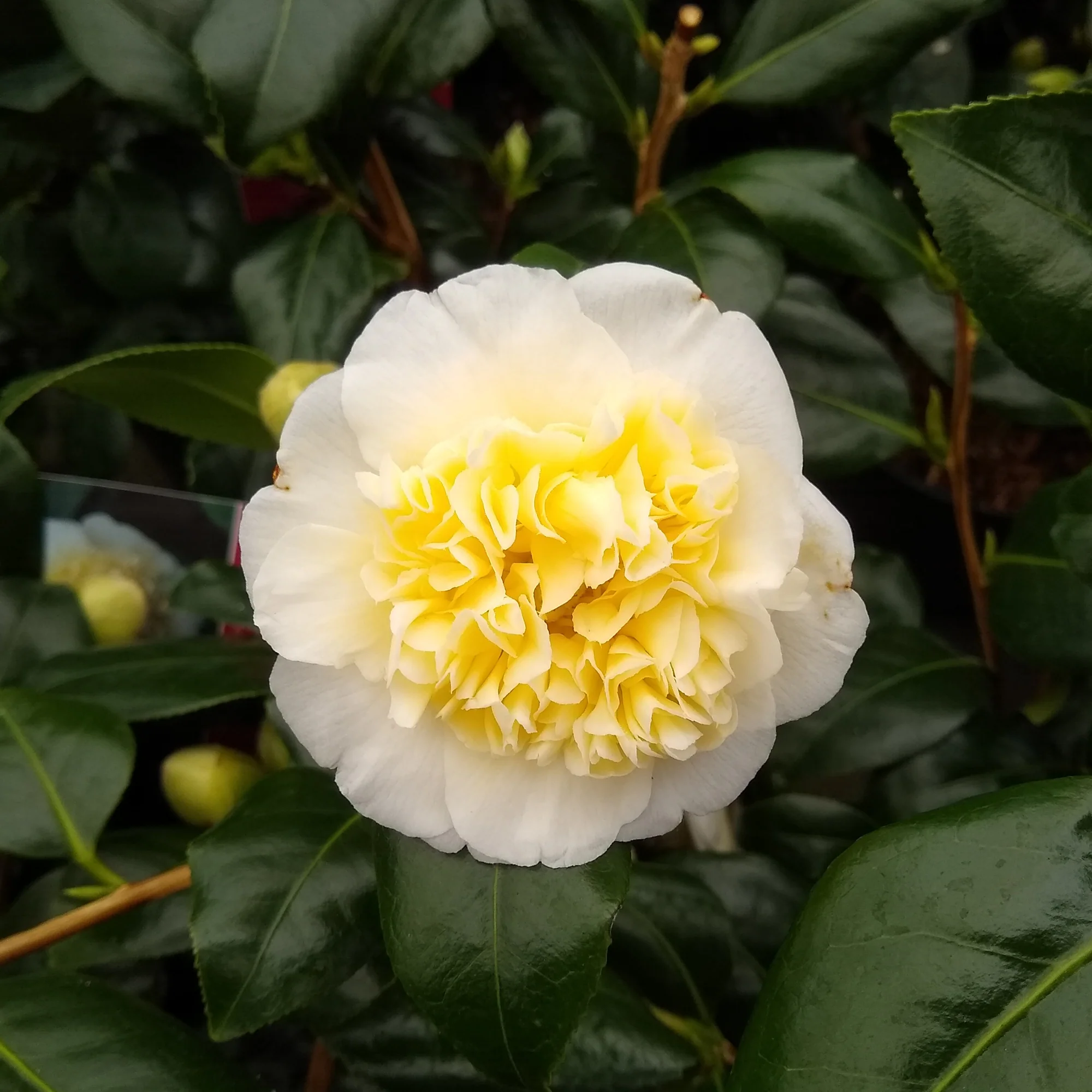 Kamelie Camellia 'Brushfields Yellow' weiβ-gelb - Winterhart - Image 2