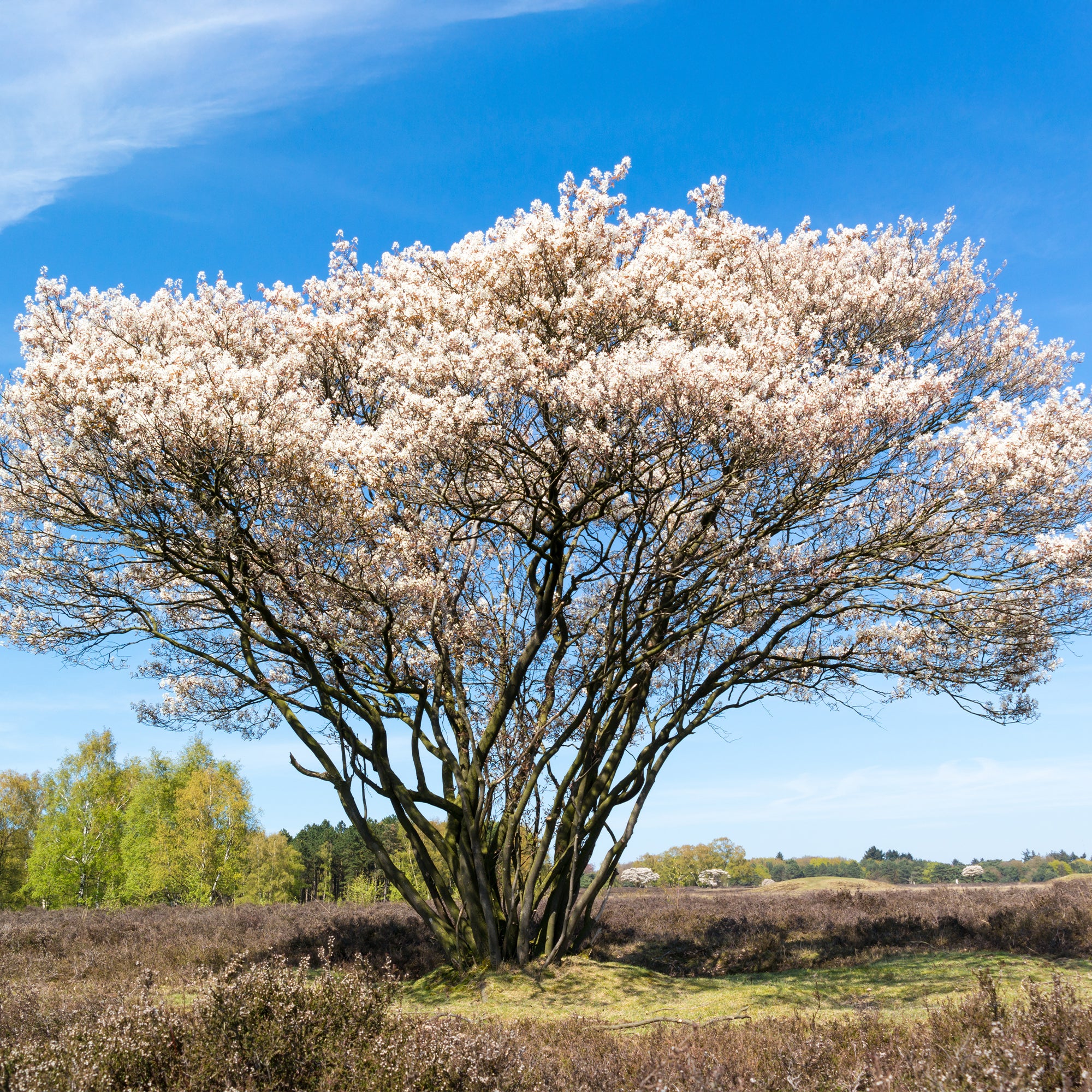Kanadische Felsenbirne - Image 3