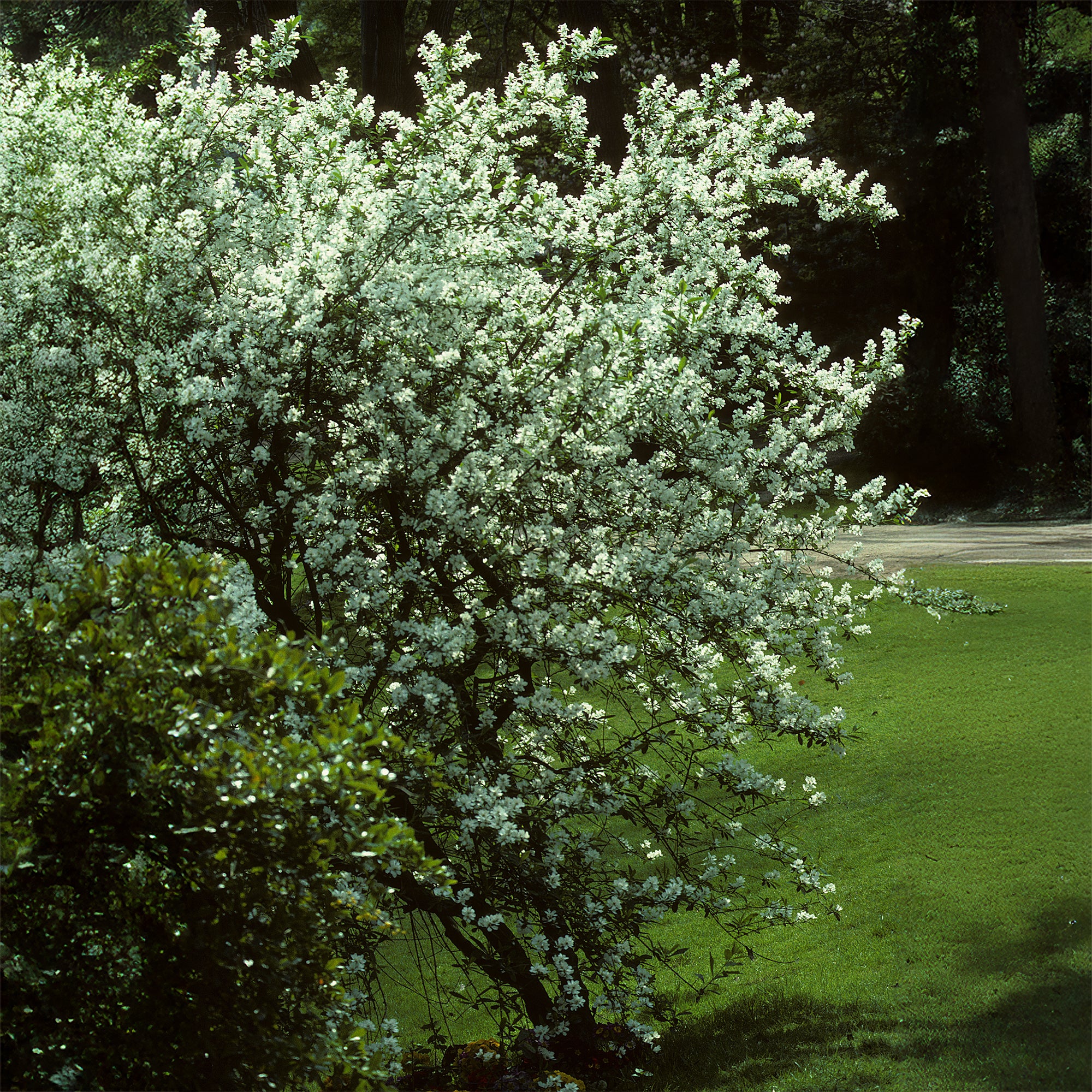 Kanadische Felsenbirne - Image 6