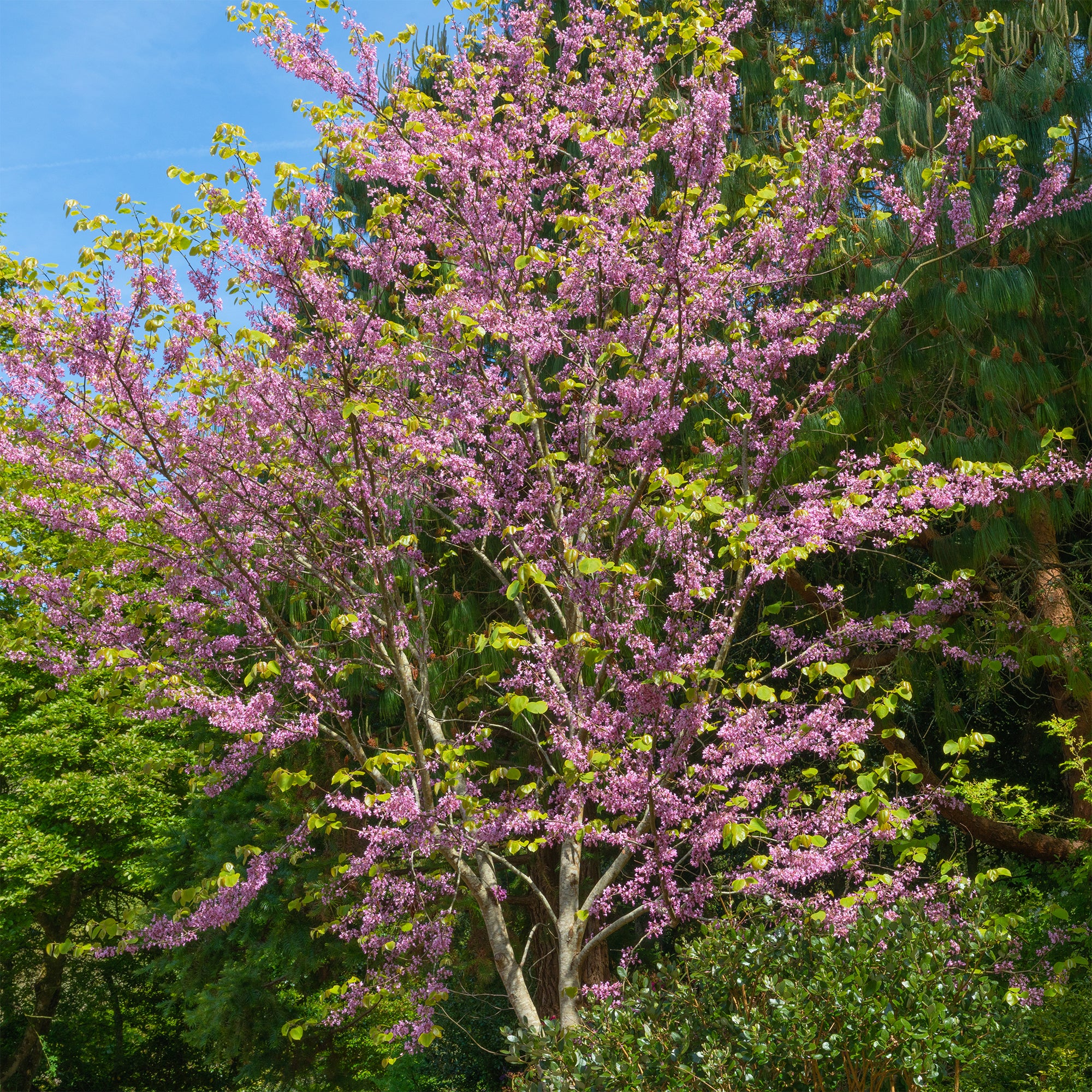 Kanadischer Judasbaum