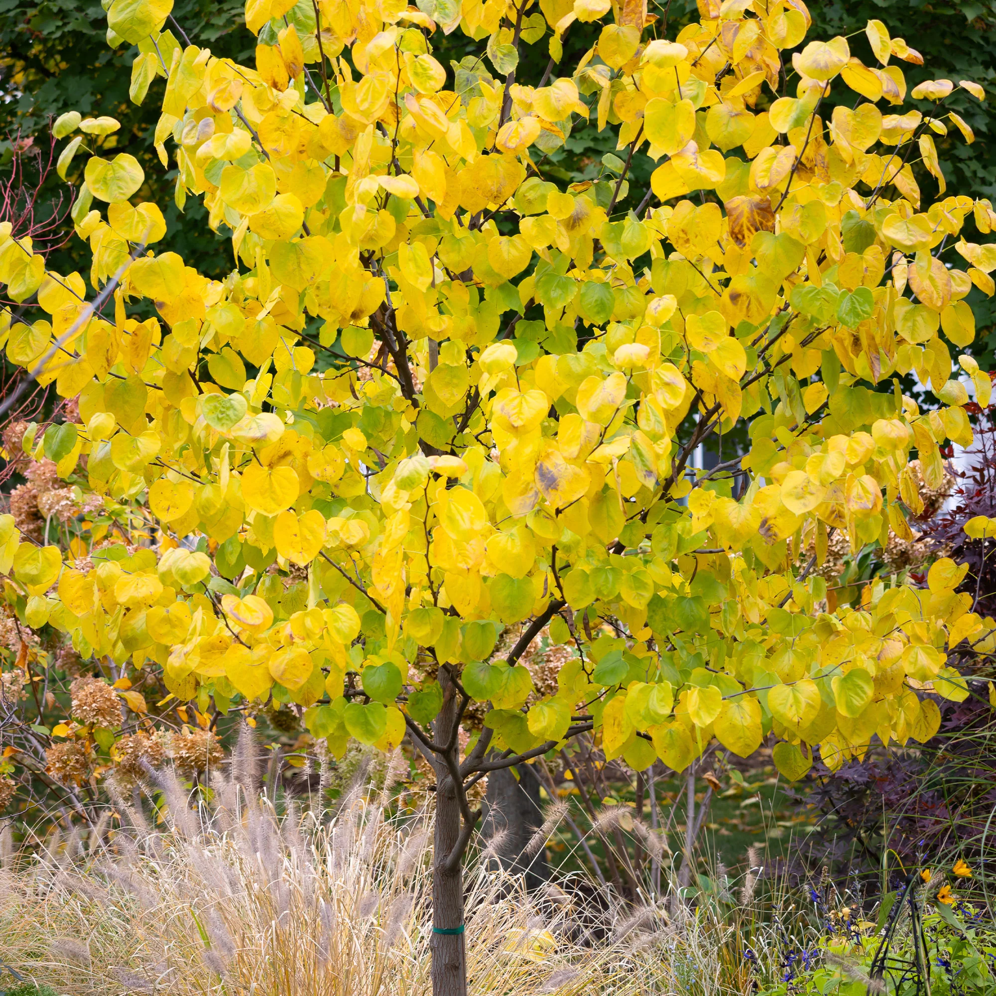 Kanadischer Judasbaum - Image 3
